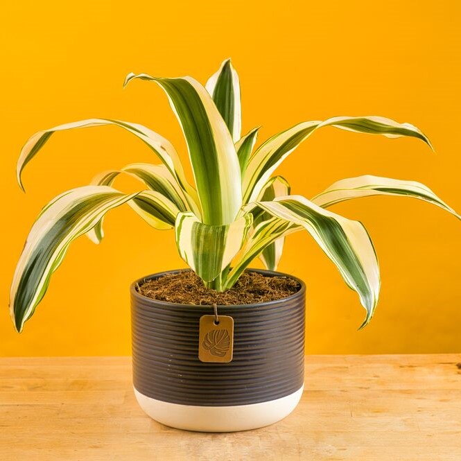 Dracaena White Aspen