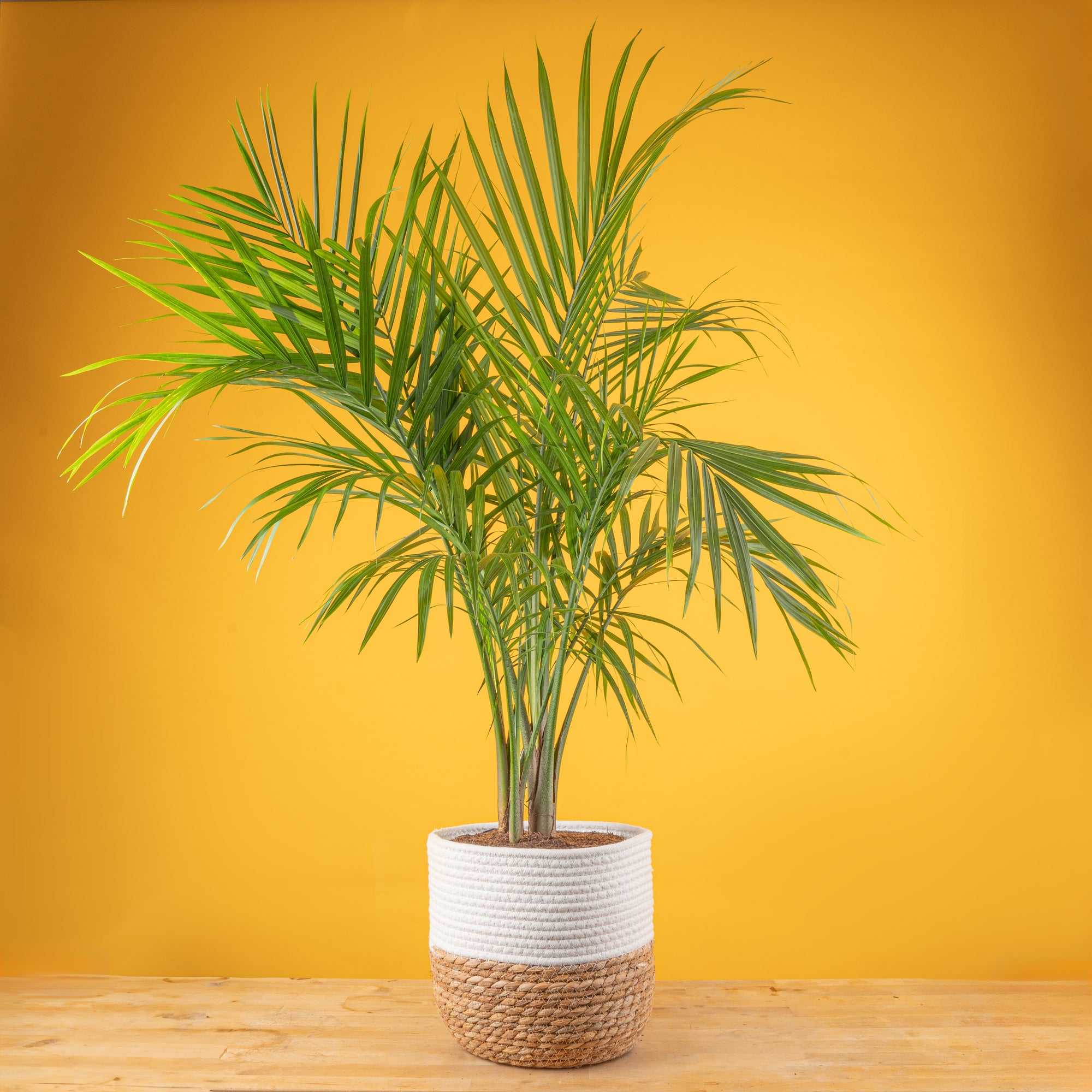 Majesty Palm