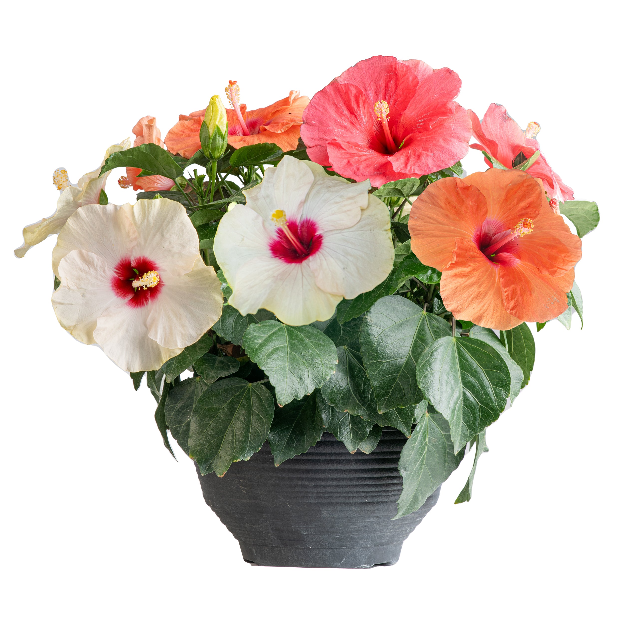 Tropical Hibiscus HibisQs® Bouquet