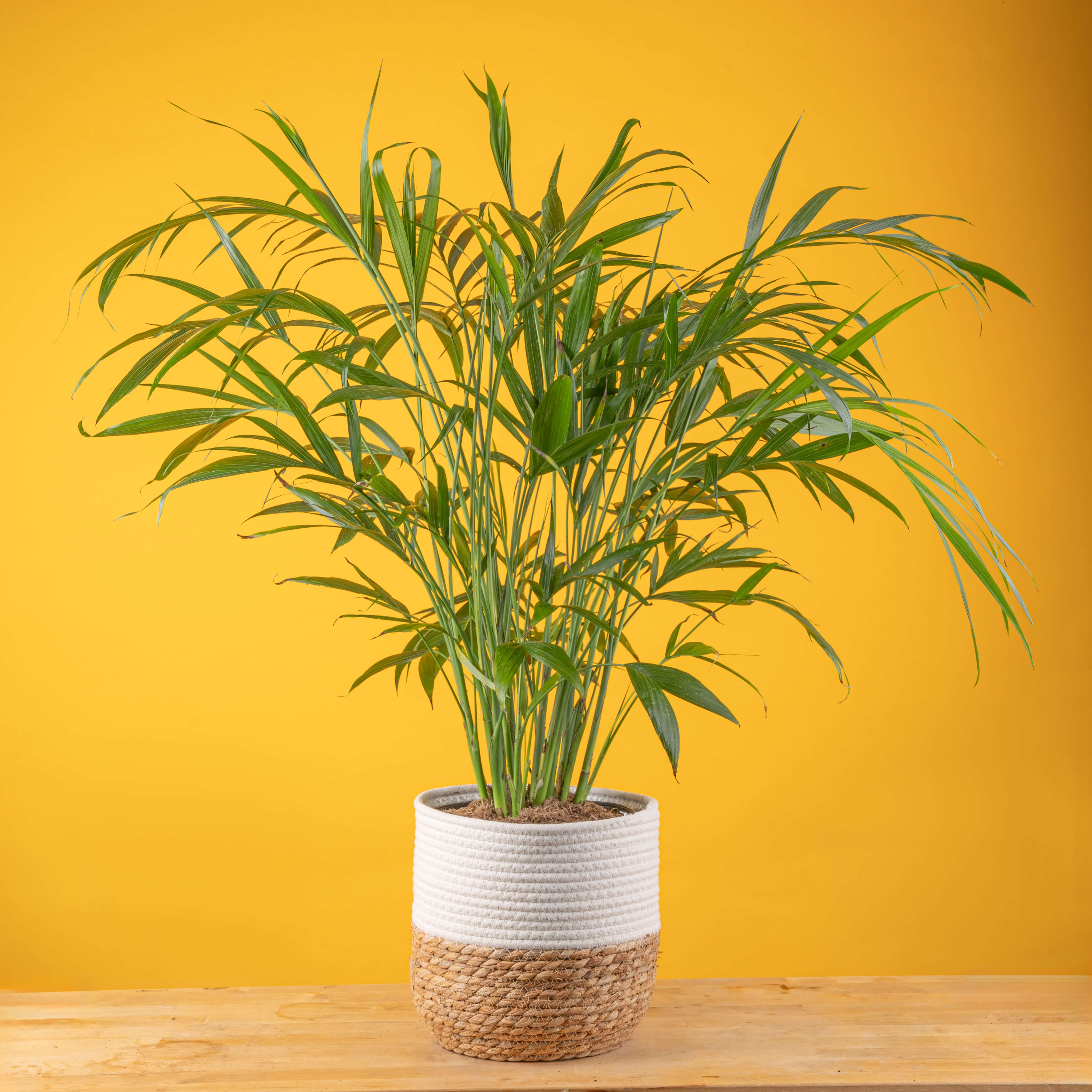 Cat Palm