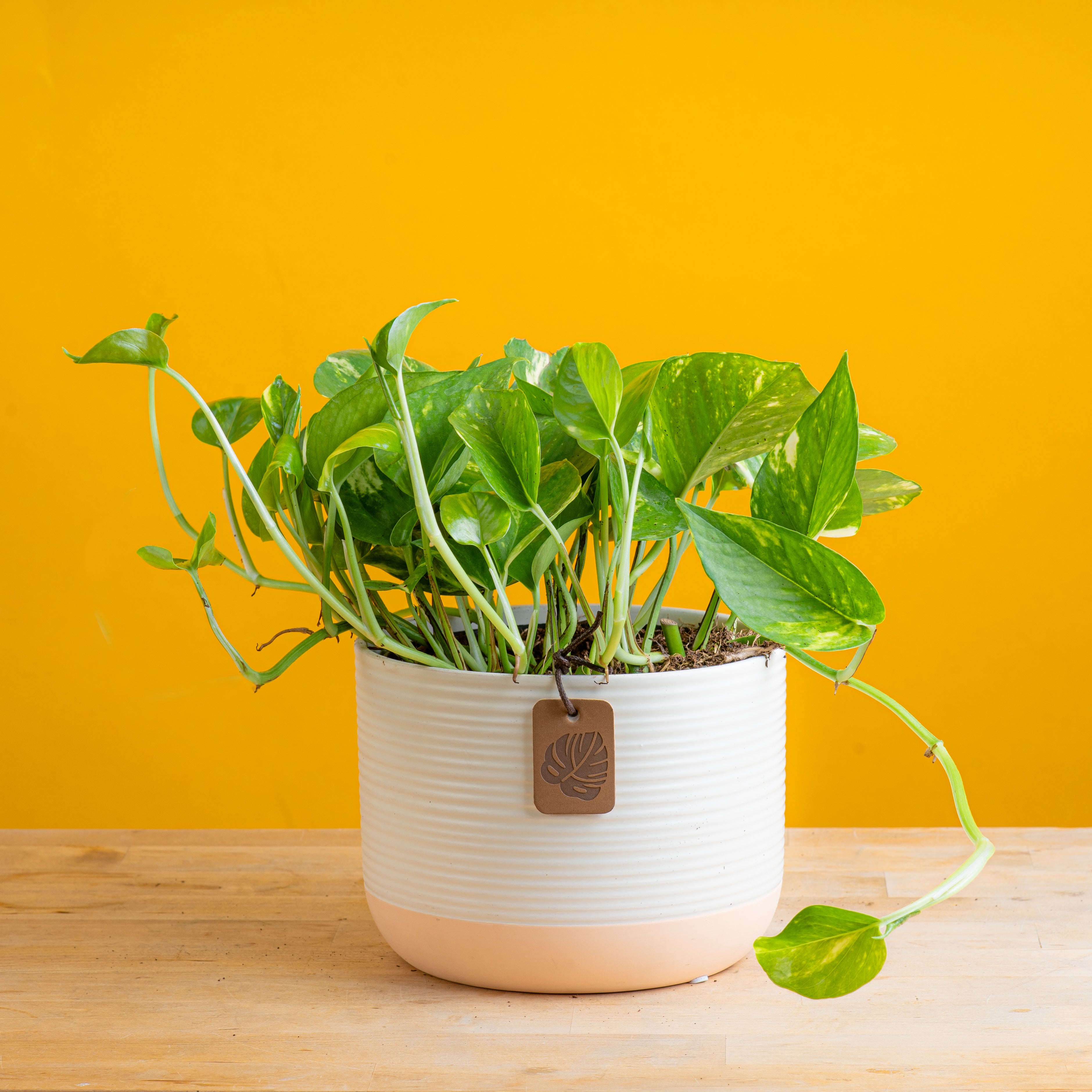 Golden Pothos