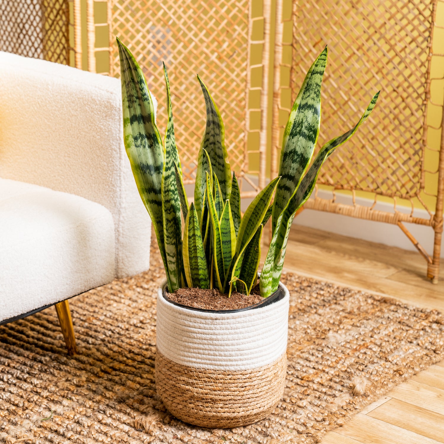 Snake Plant
