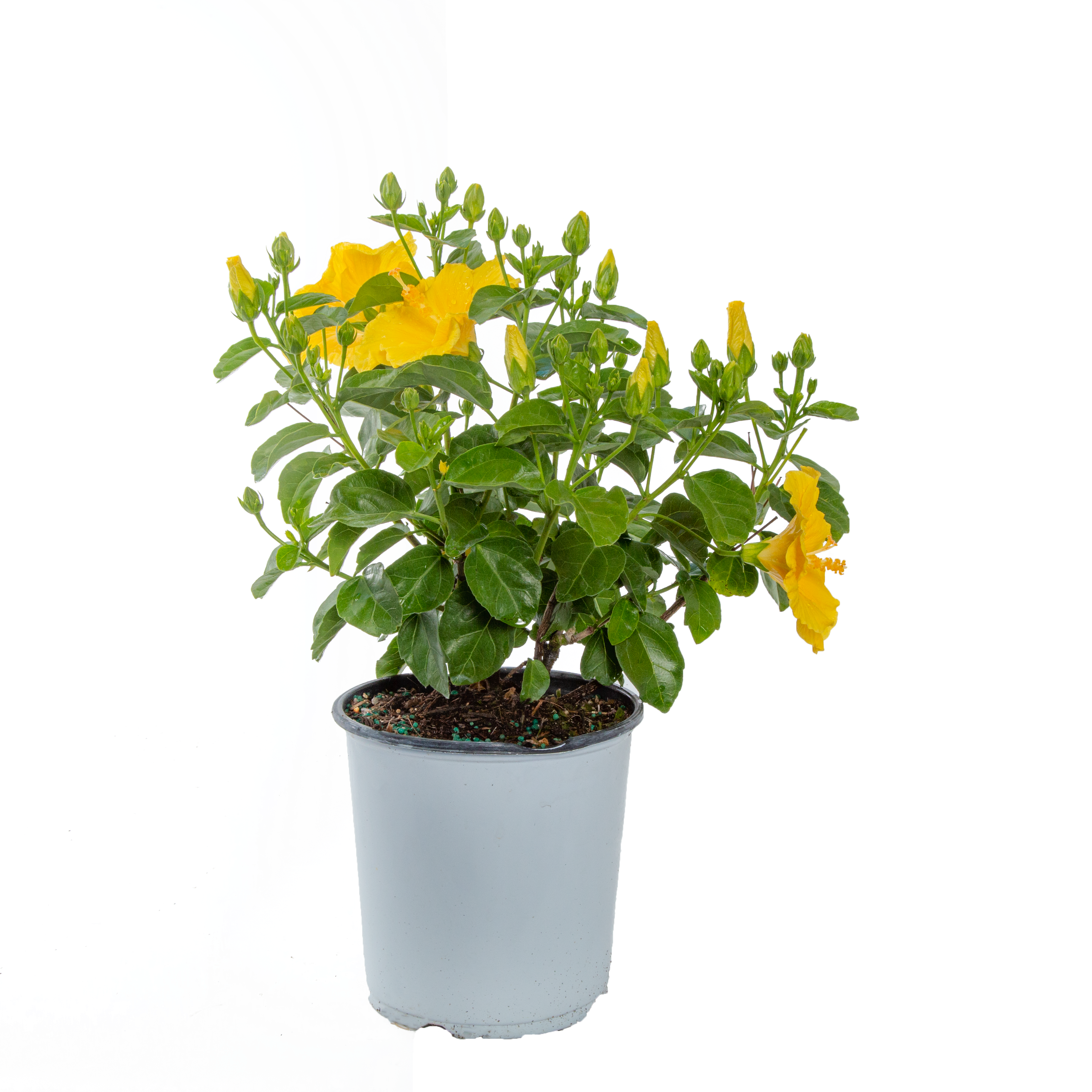 Tropical Hibiscus HibisQs® Ninos Yellow