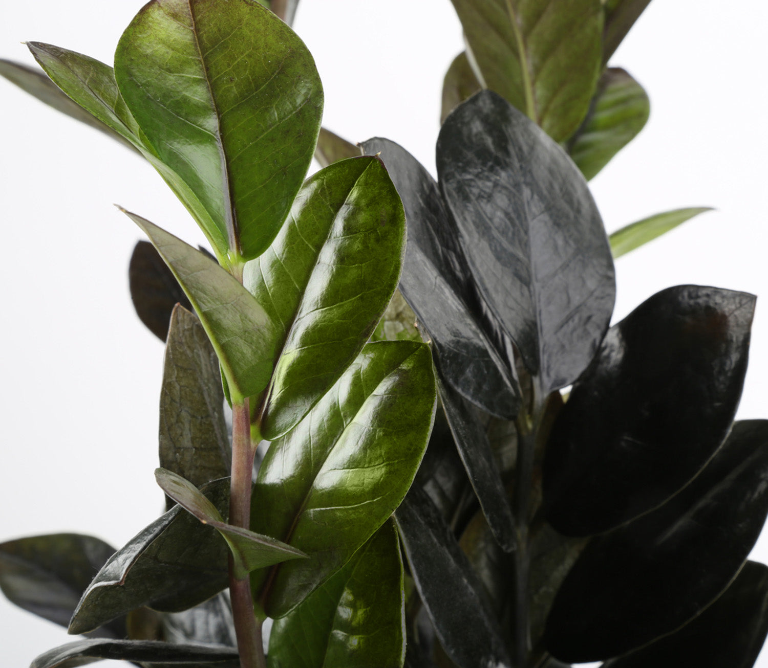 Raven ZZ Zamioculcas ‘Dowon’