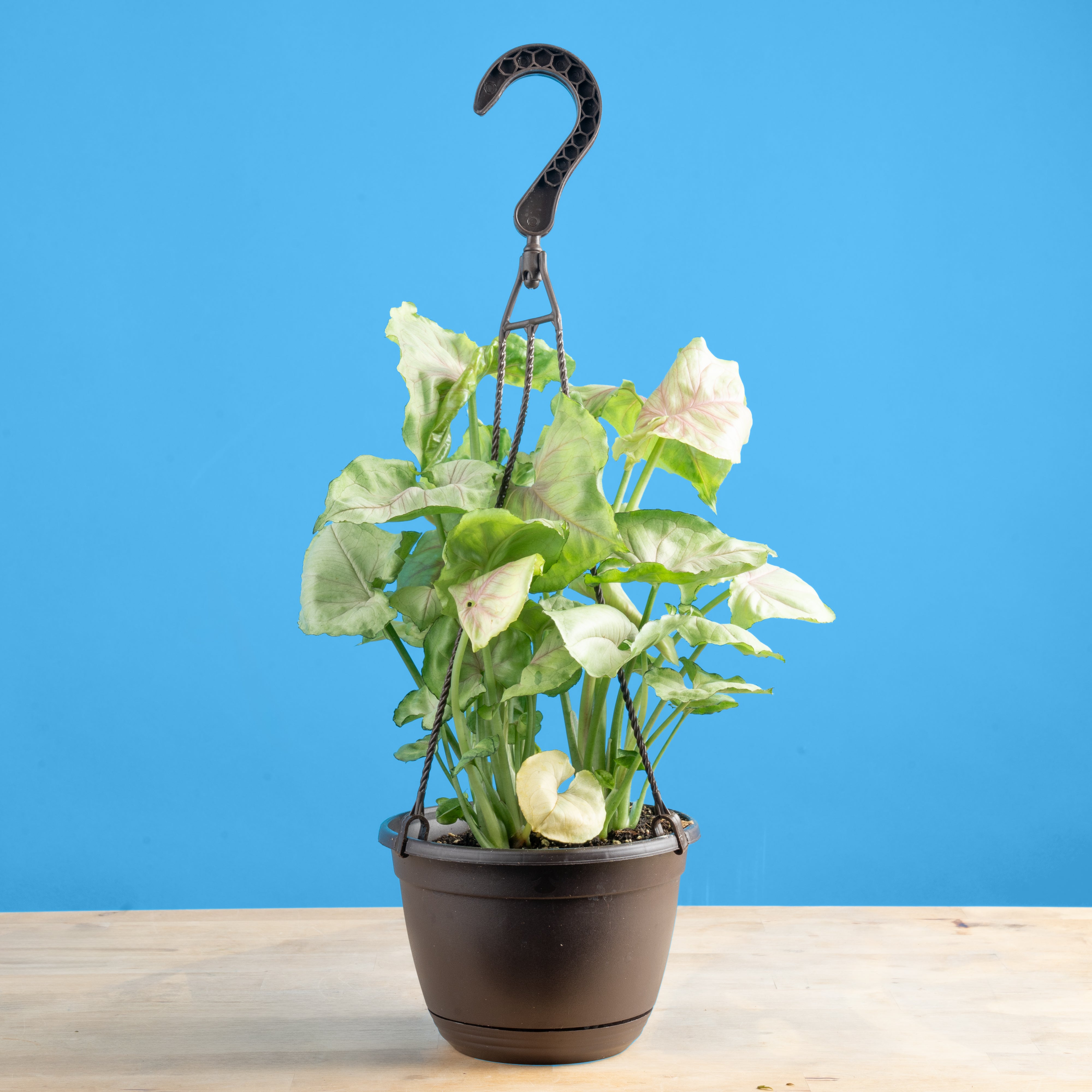 Syngonium Roxana