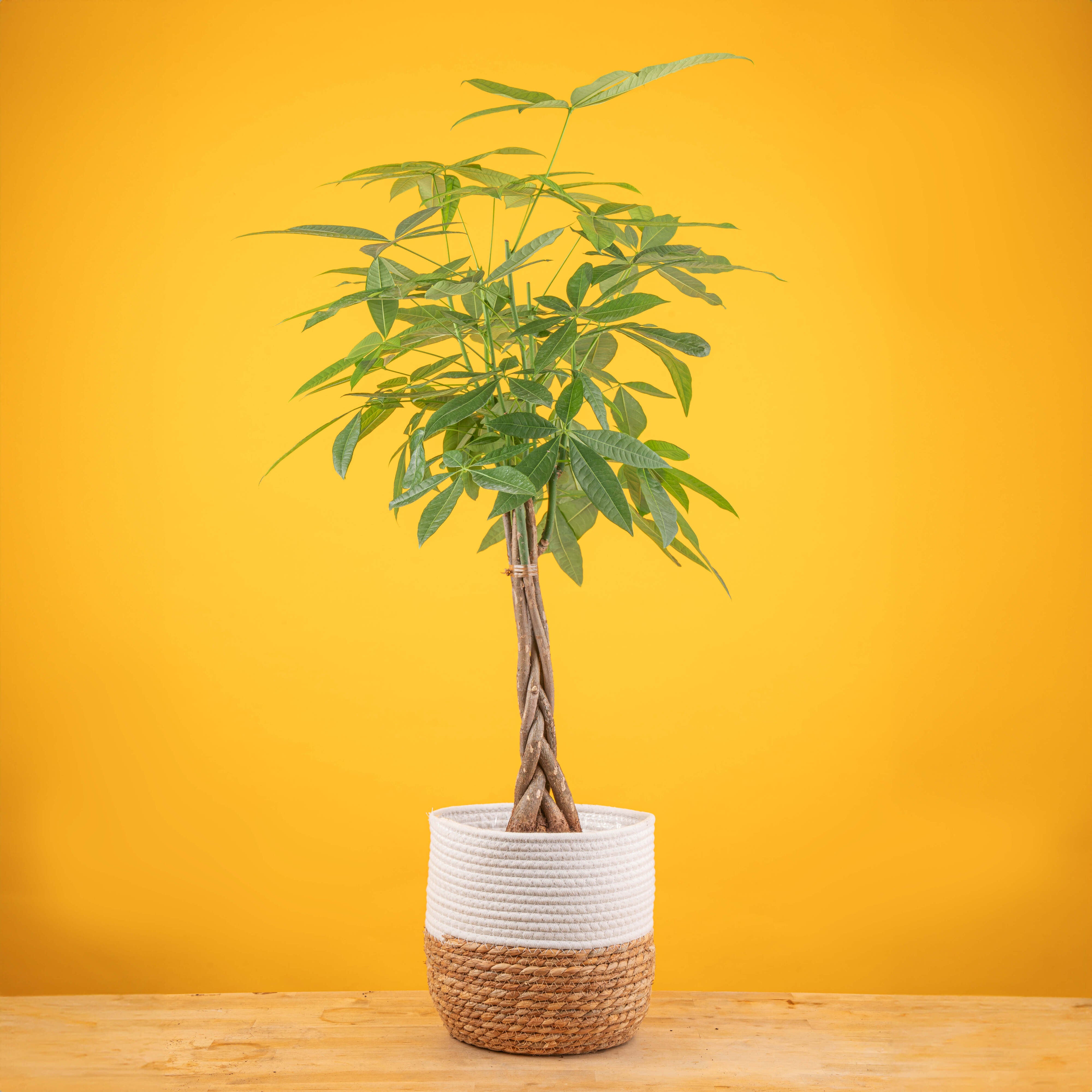 Money Tree