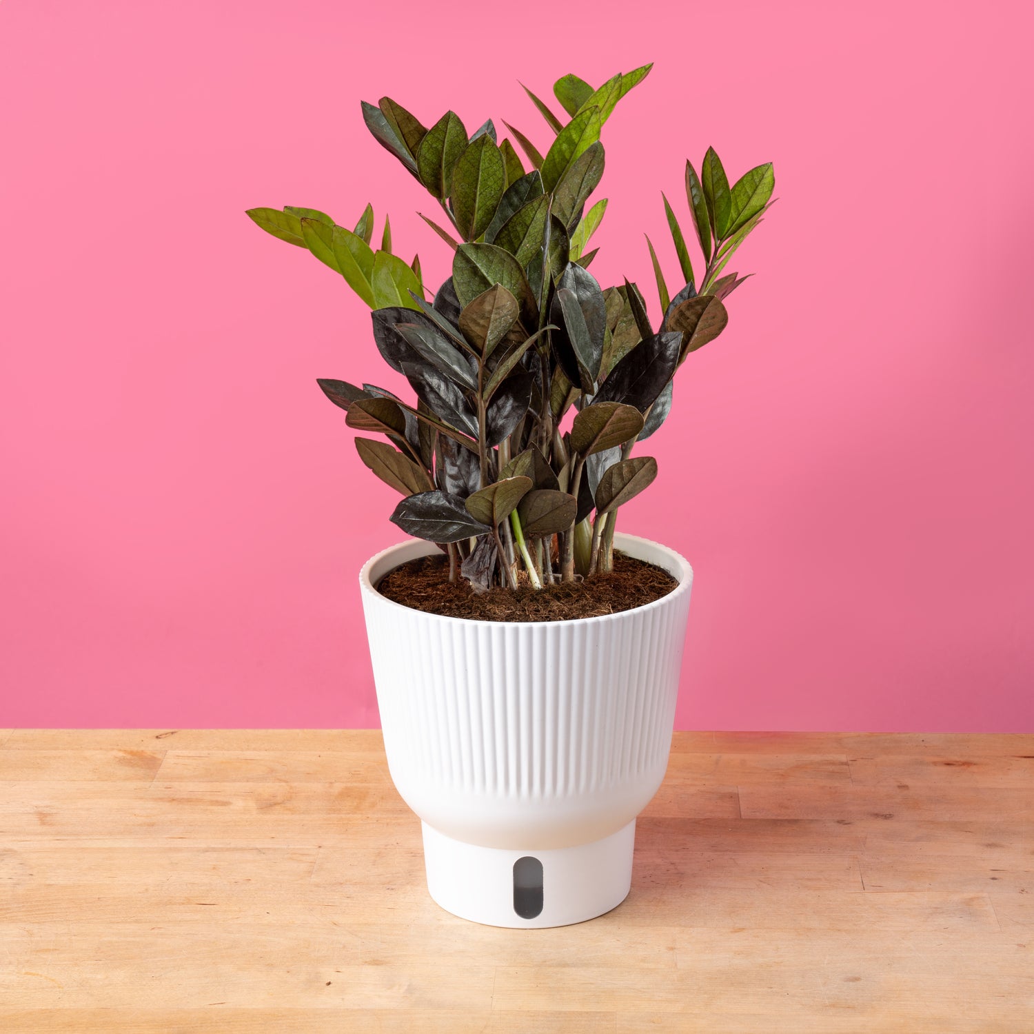 Raven ZZ Zamioculcas ‘Dowon’
