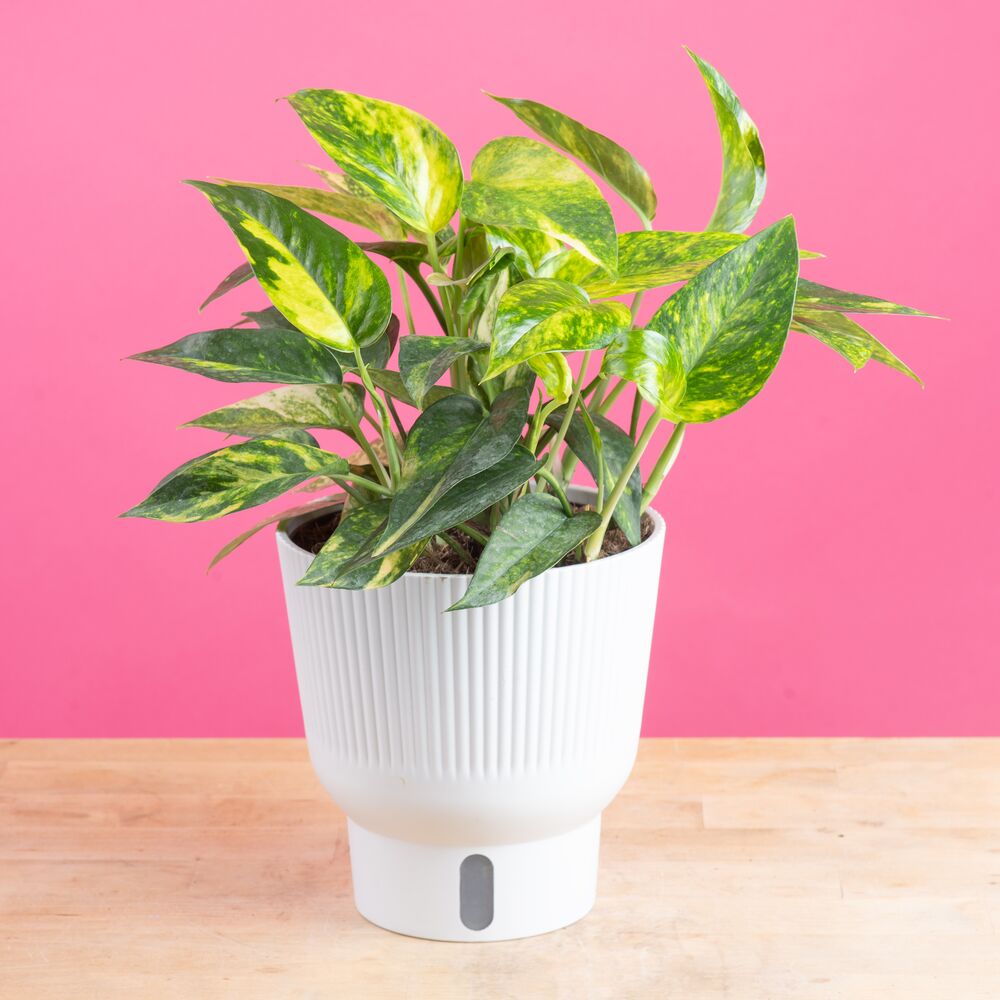 Epipremnum Sunburst