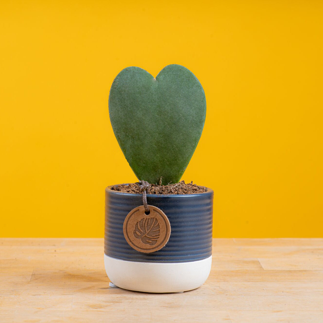 Hoya Heart Succulent