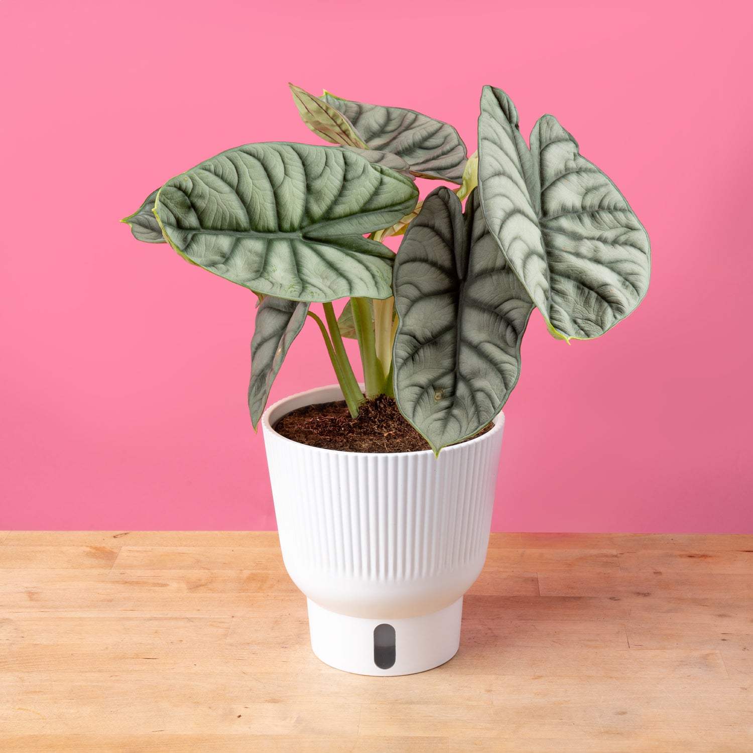 Alocasia Silver Dragon