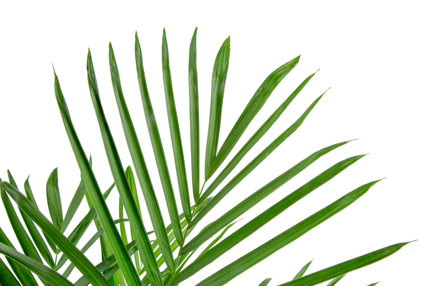 Bamboo Palm