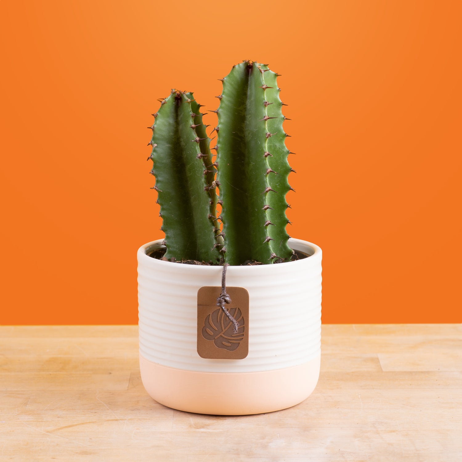 Acrurensis Desert Candle Cactus