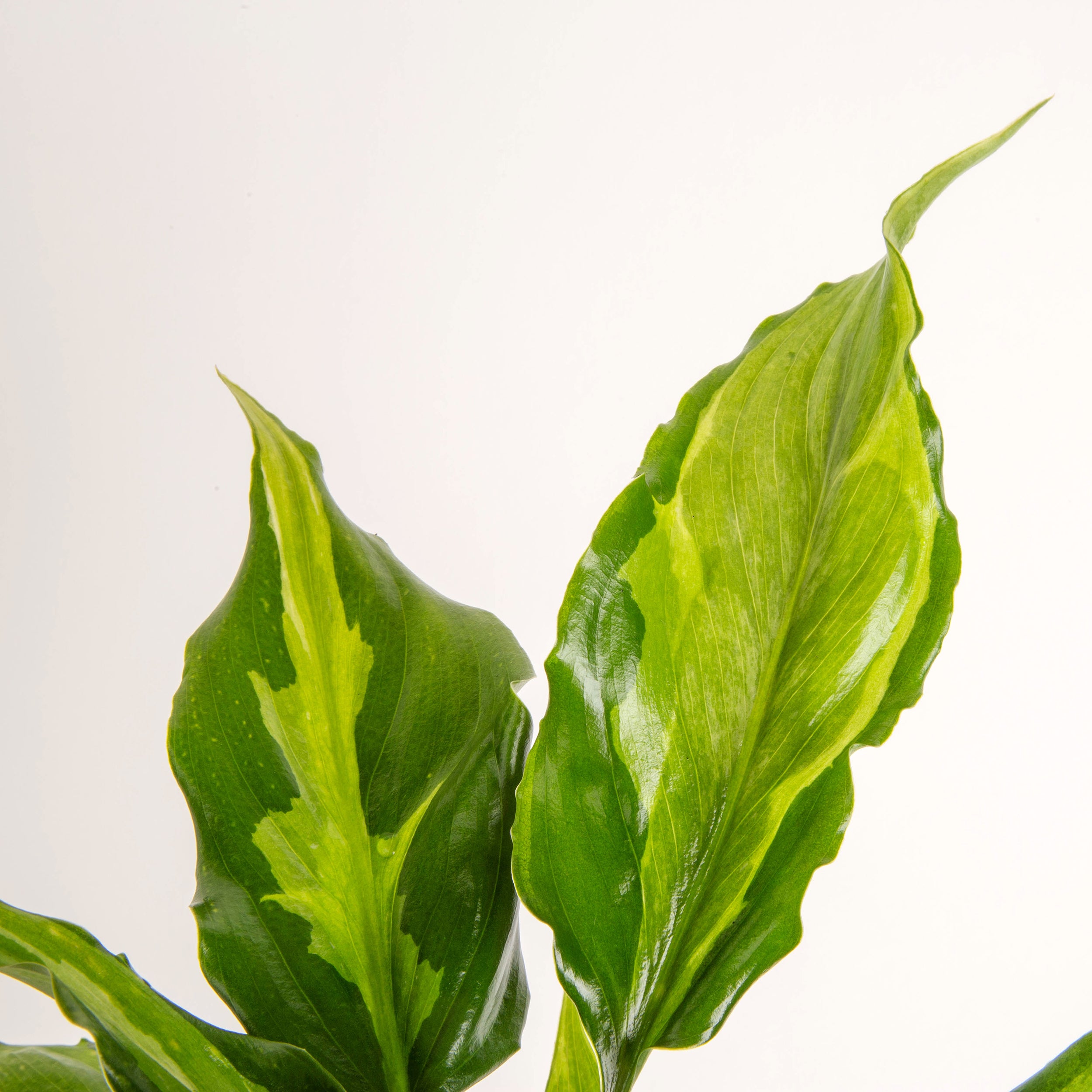 Spathonema Aglaonema