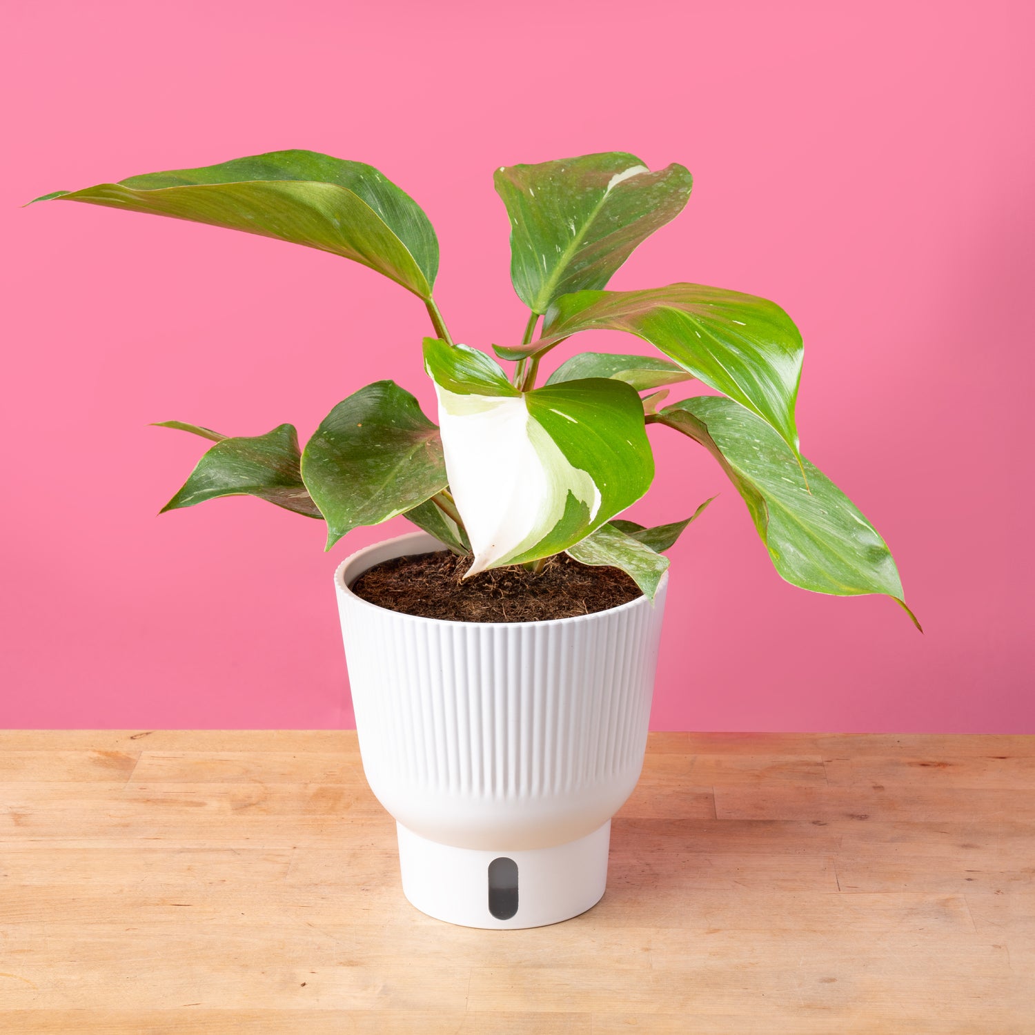 White Knight Philodendron