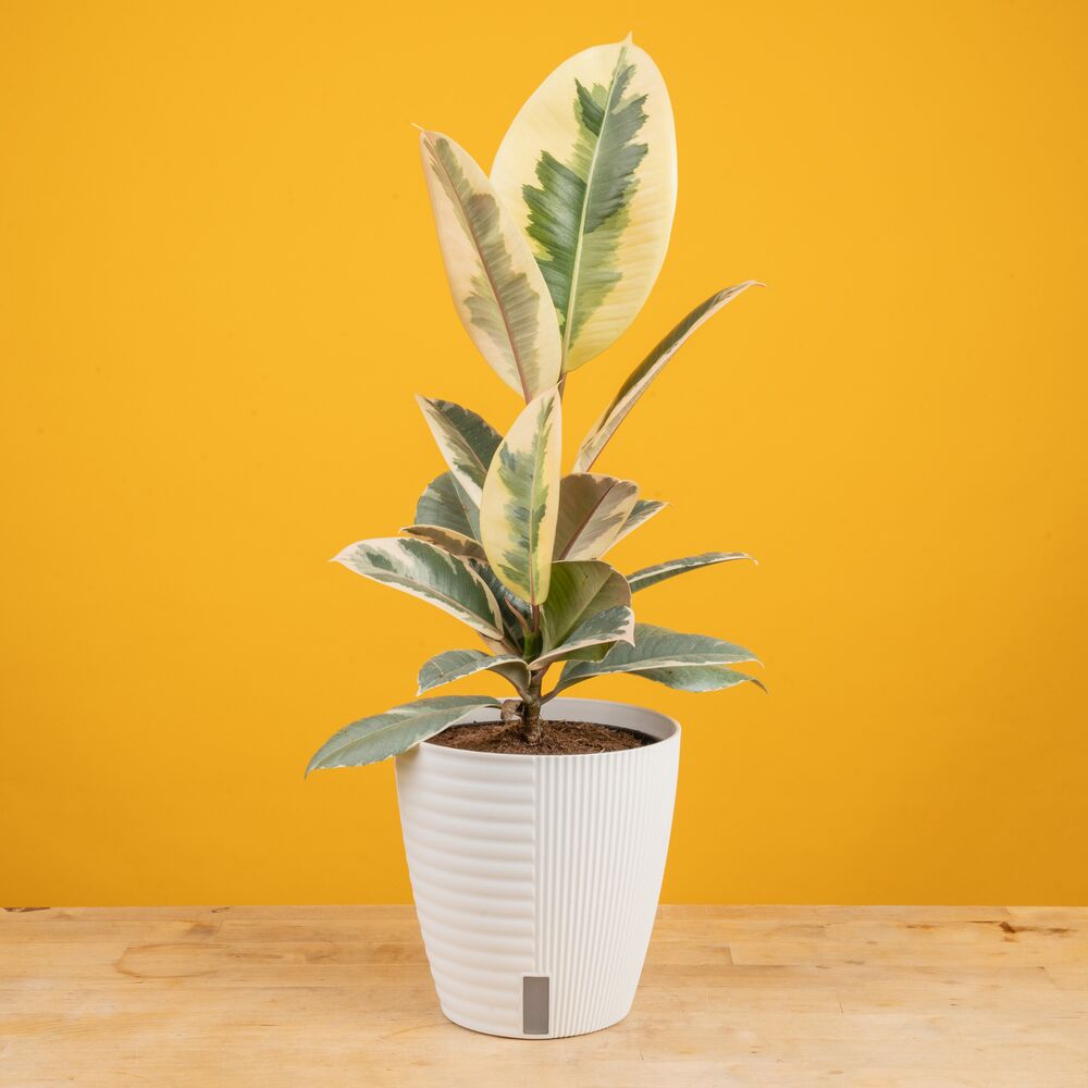 Ficus Tineke