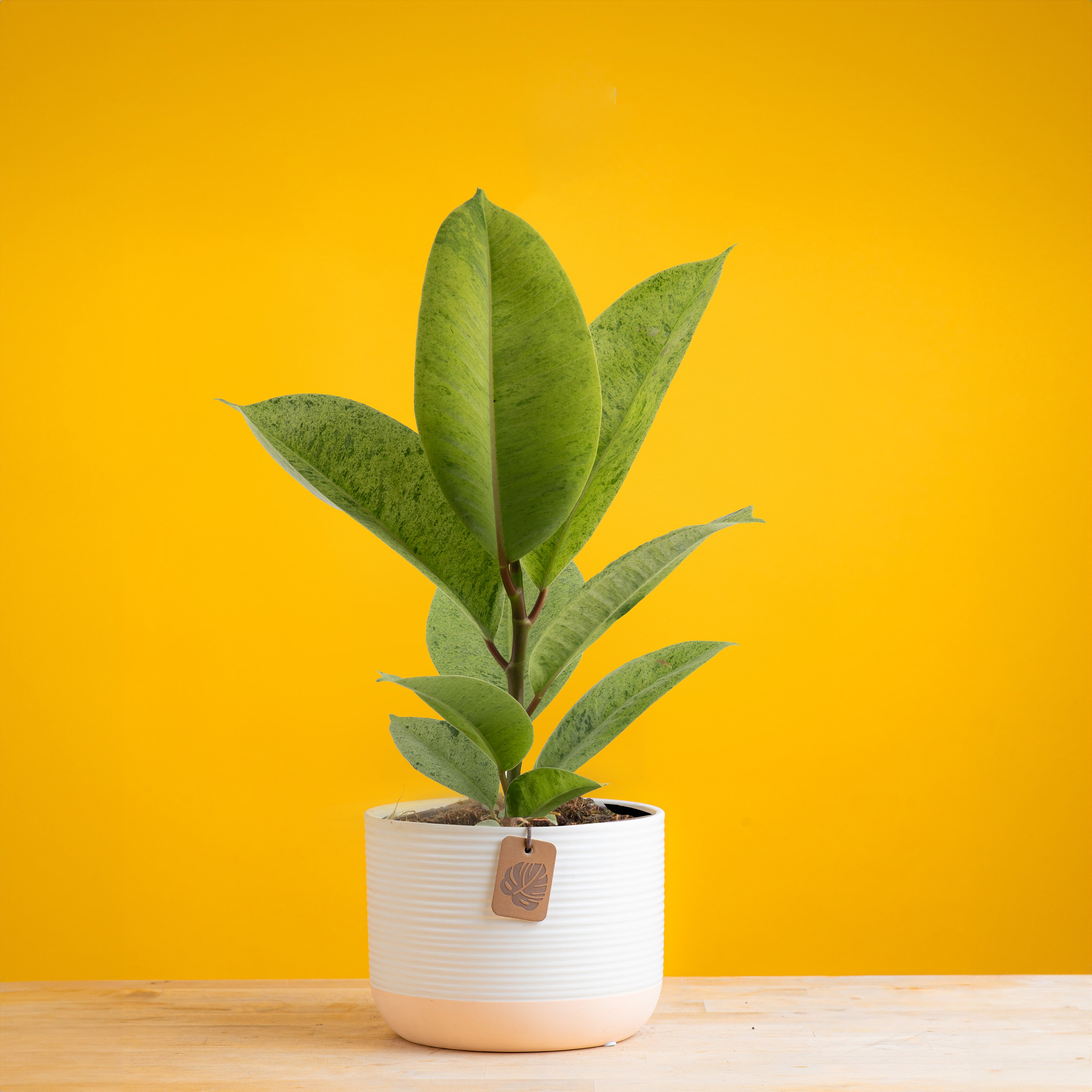 Ficus Shivereana