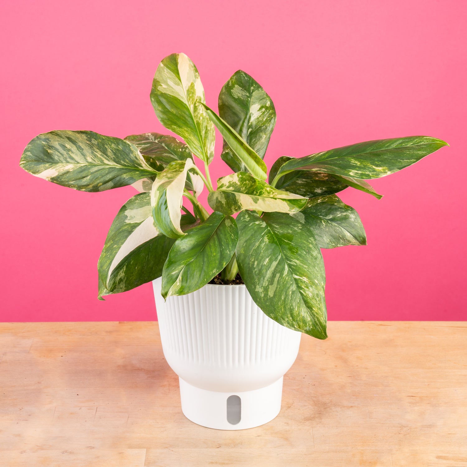 Monstera Lechleriana Albo