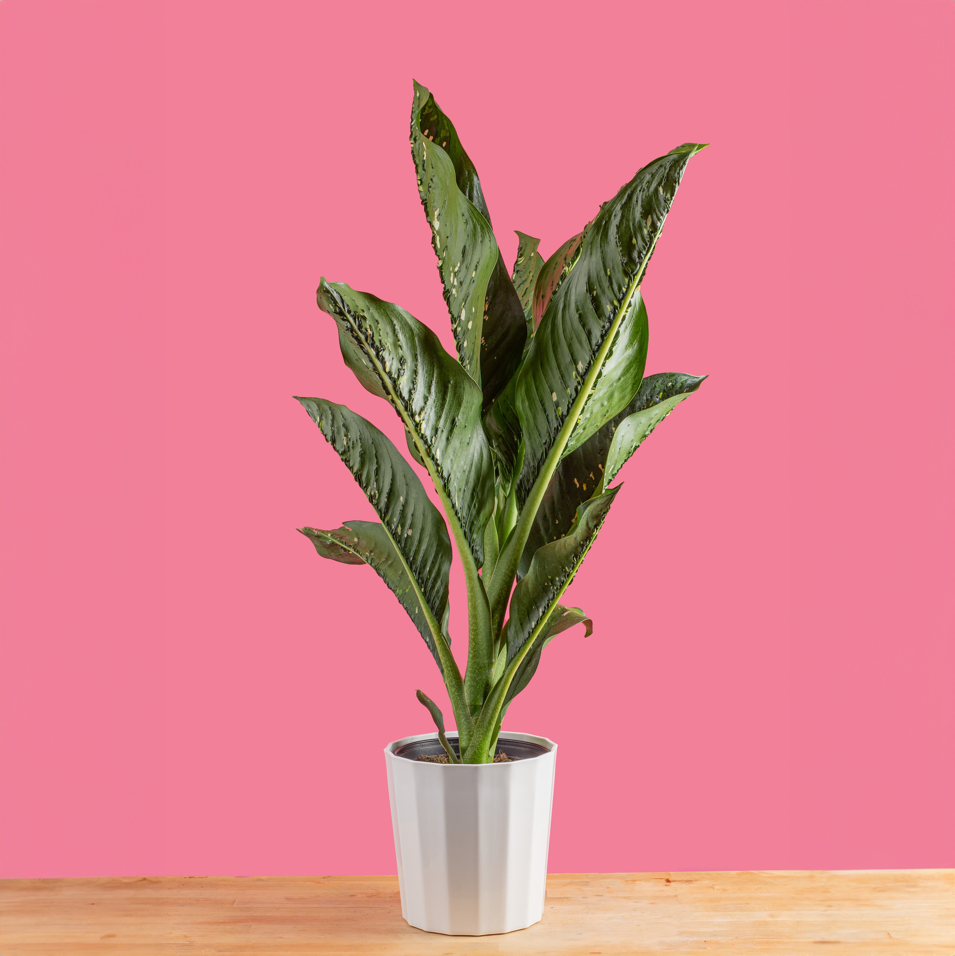 Dieffenbachia Crocodile
