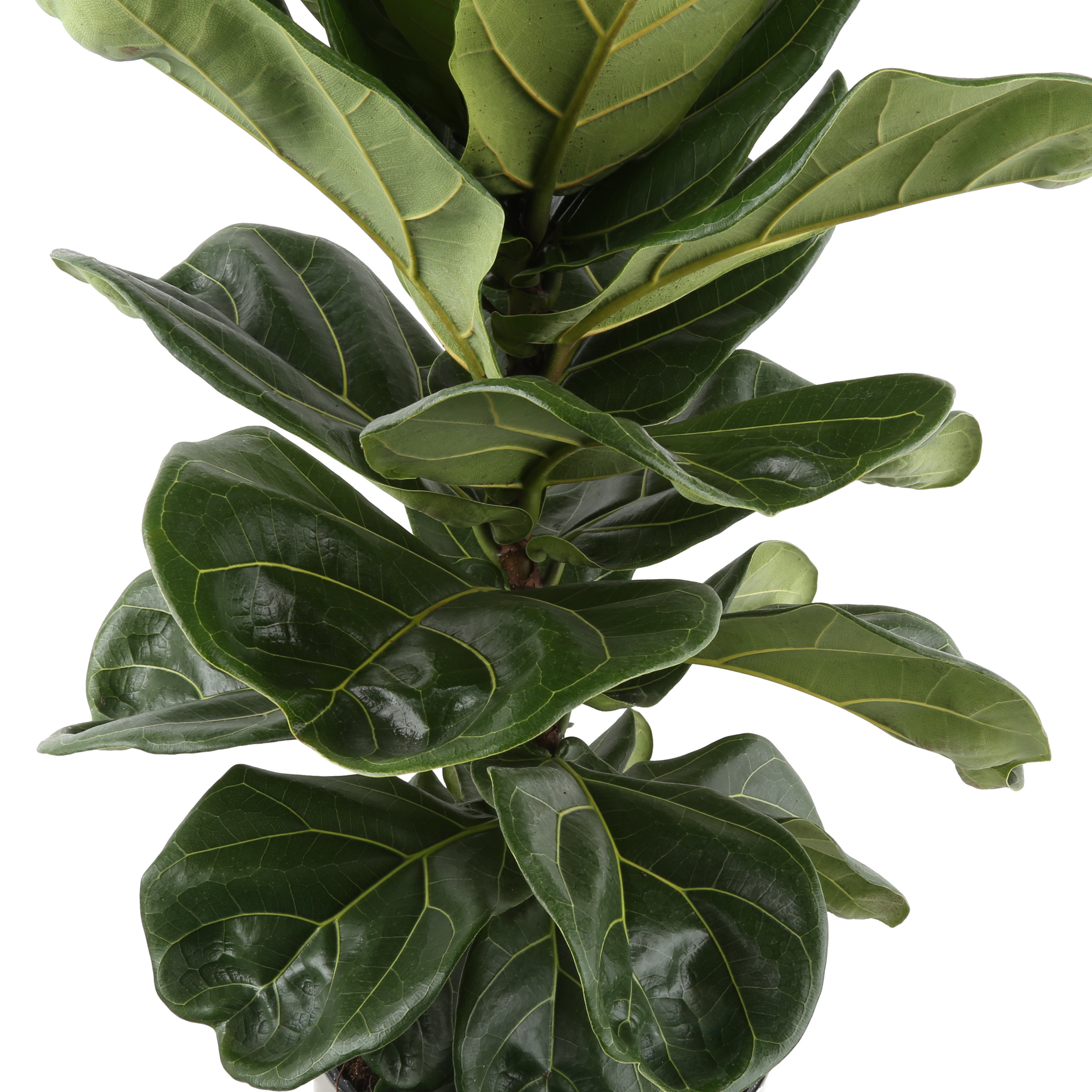 Fiddle Leaf Fig Tree