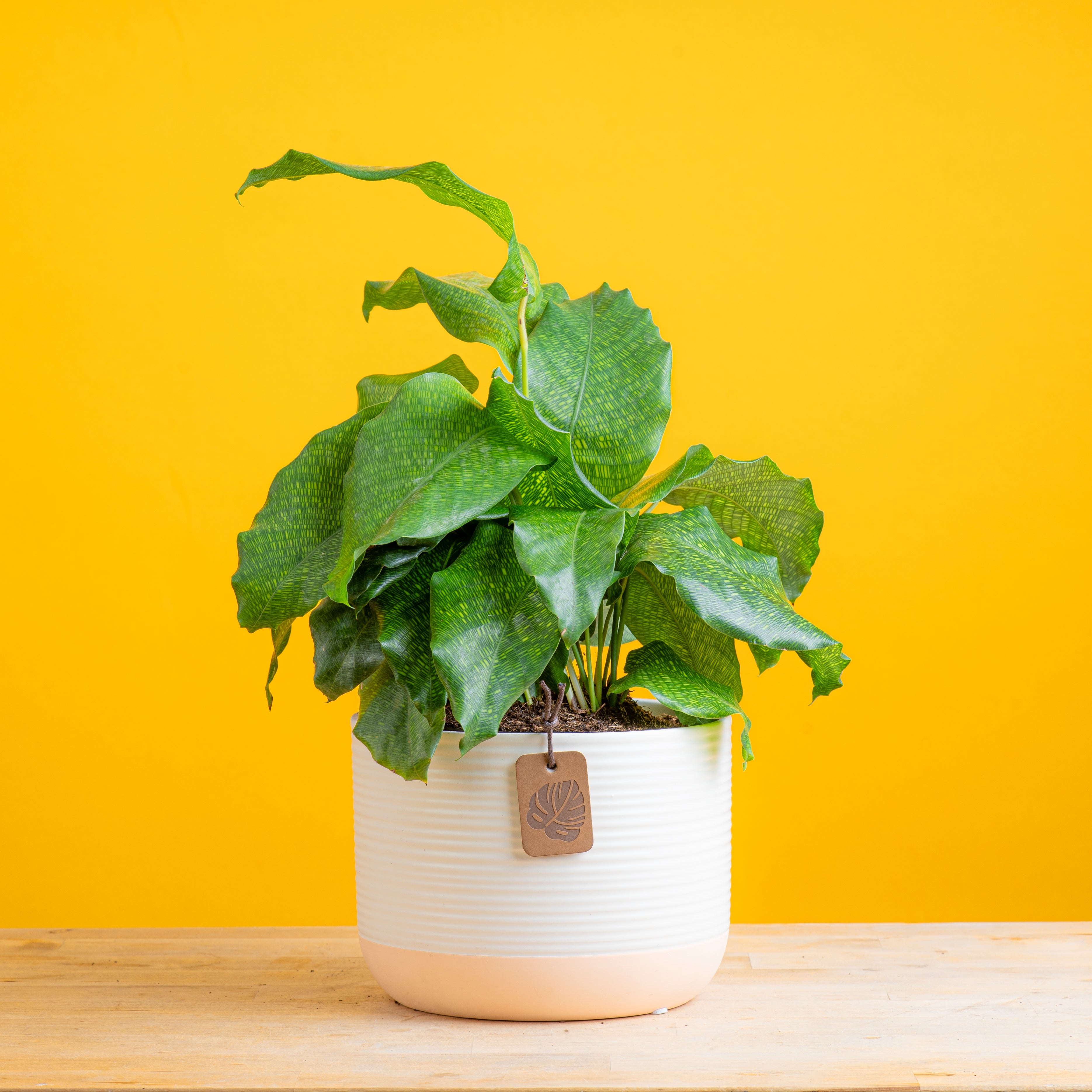 Calathea Network