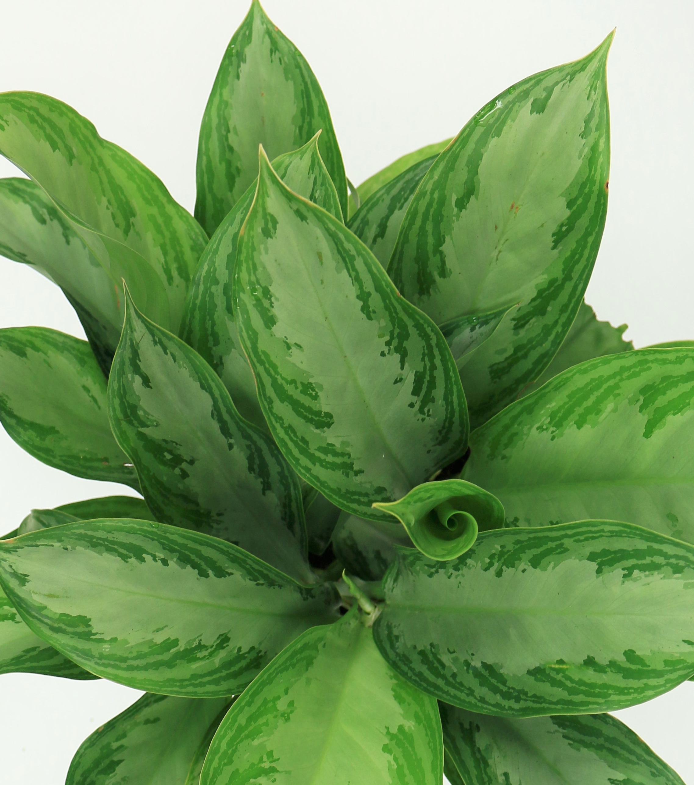 Silver Bay Aglaonema
