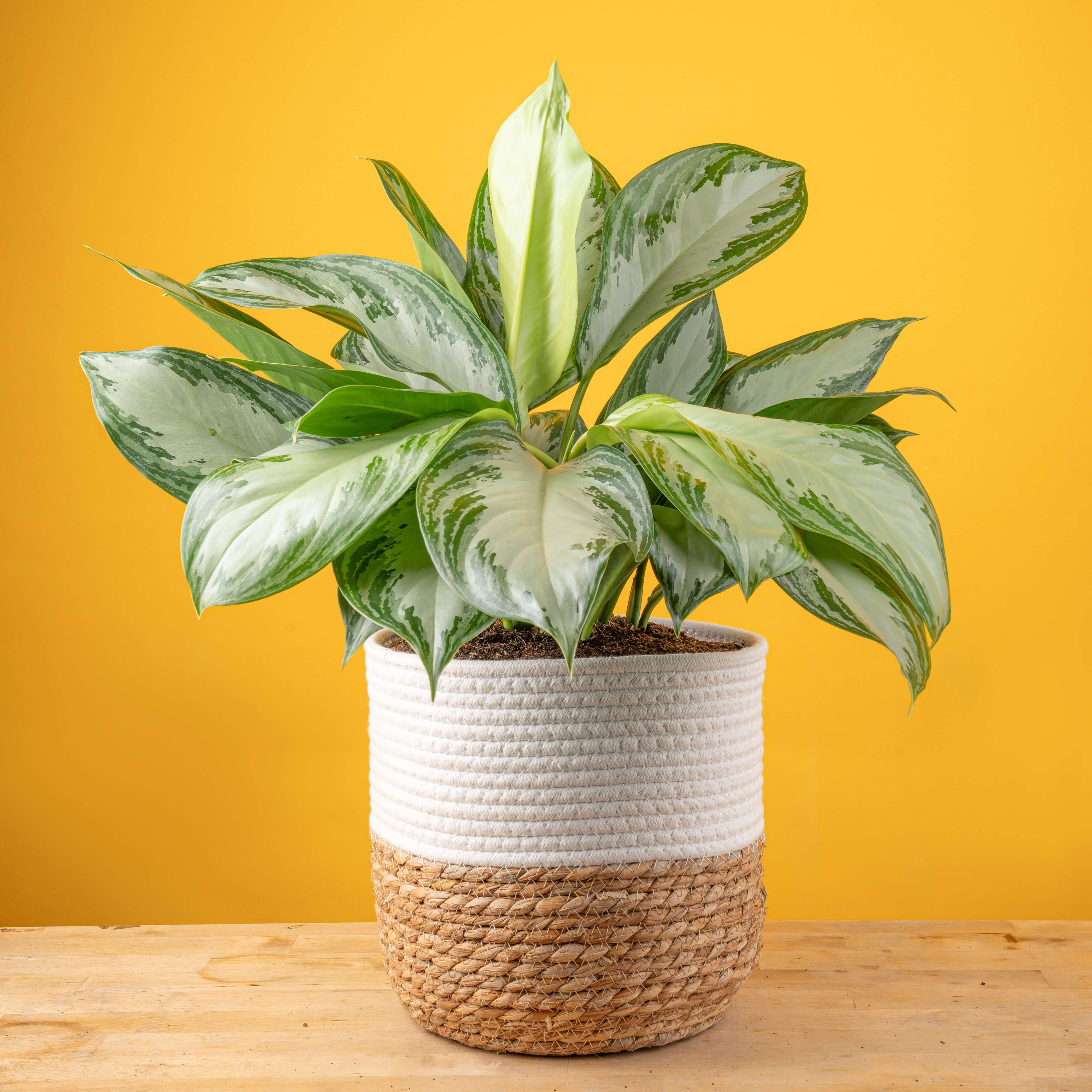 Silver Bay Aglaonema