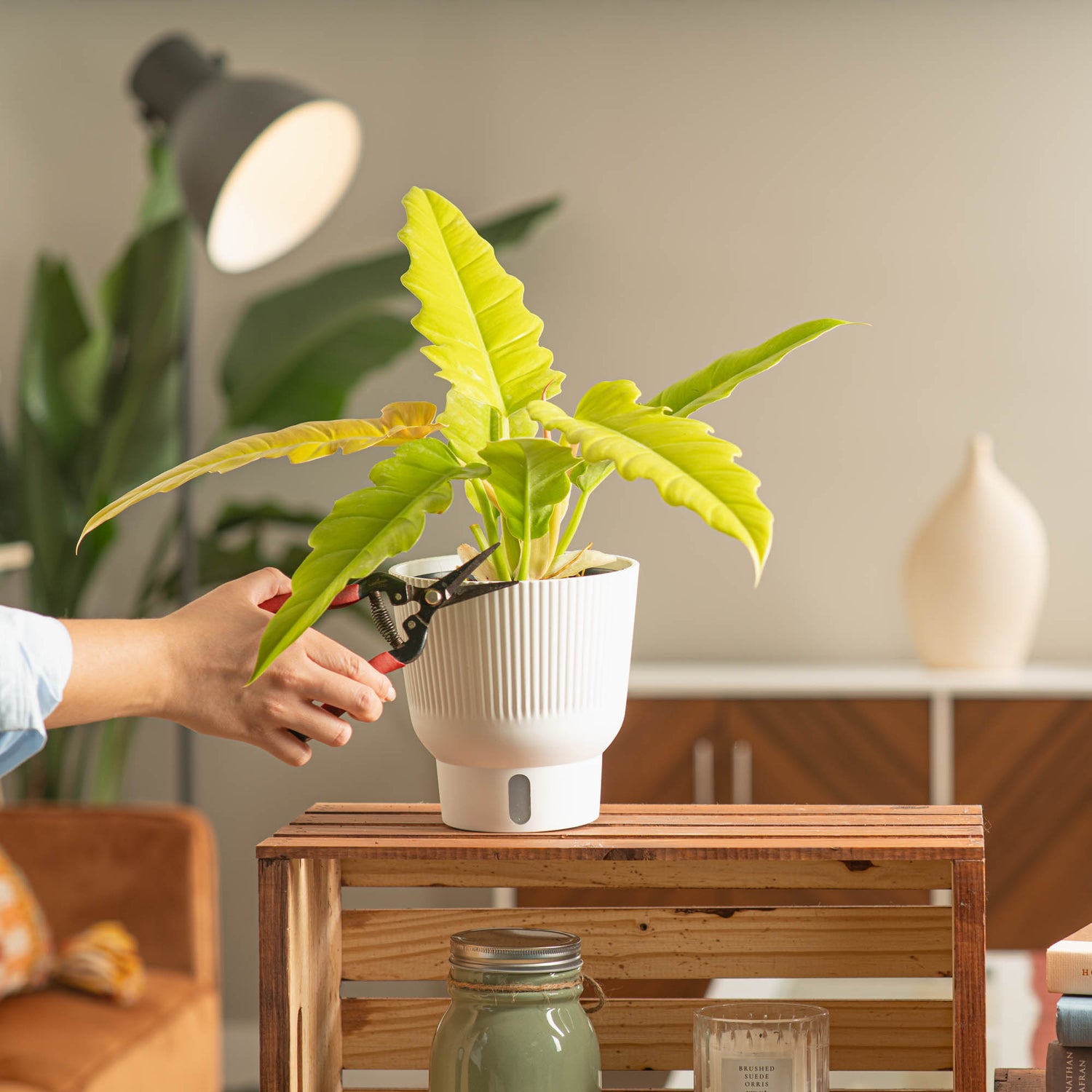 Philodendron Golden Crocodile