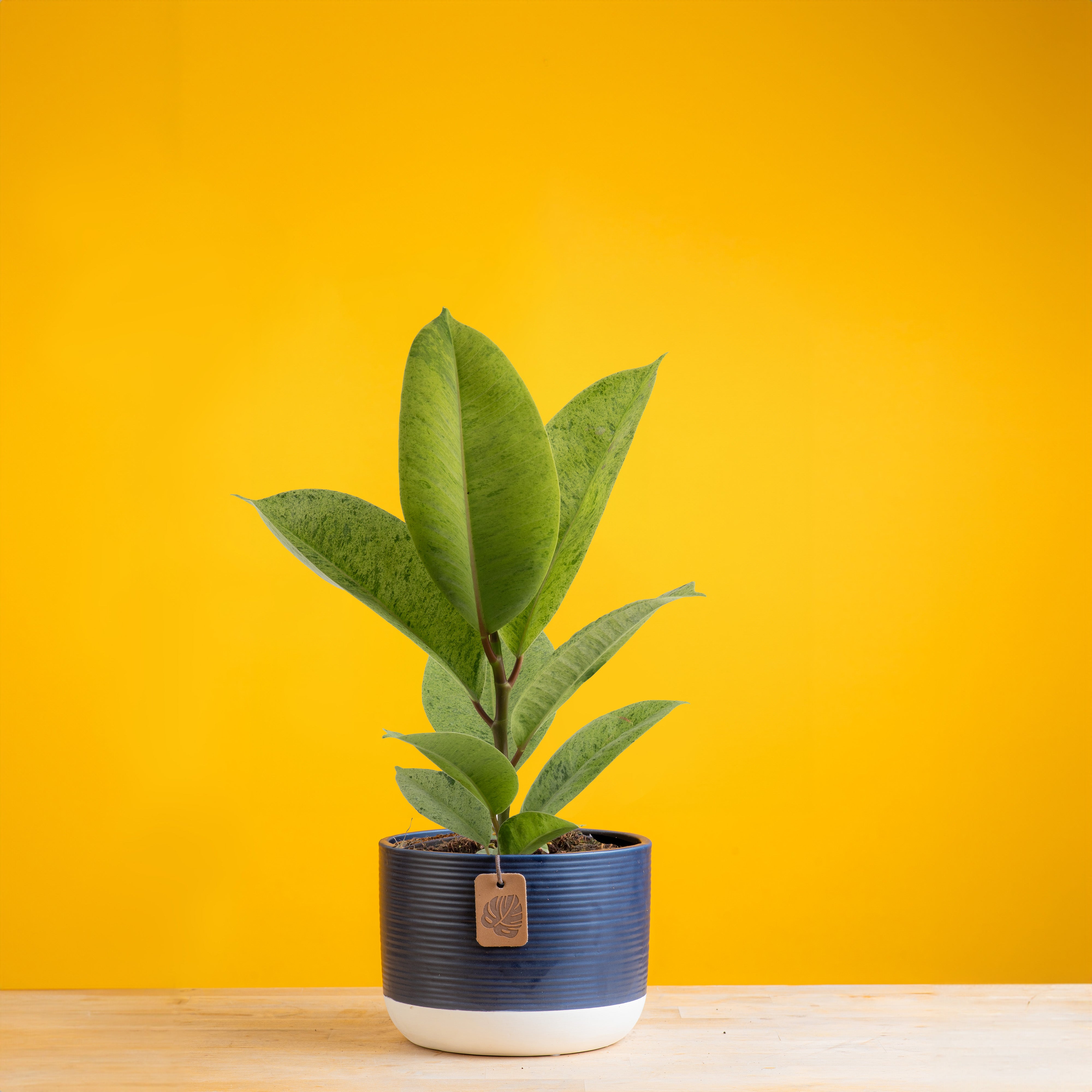 Ficus Shivereana