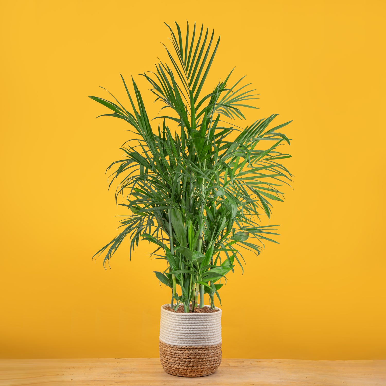 Bamboo Palm
