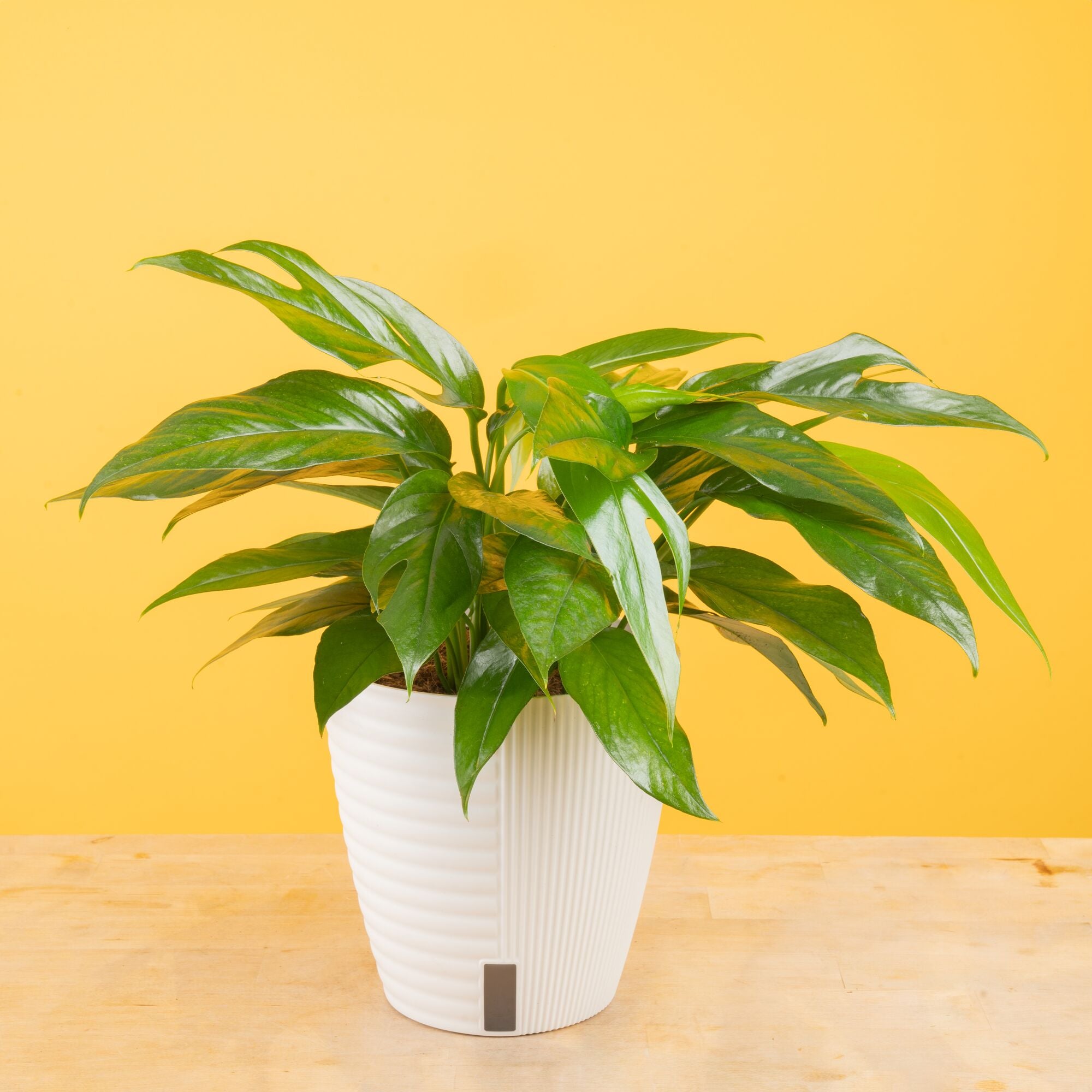 Baltic Blue Pothos