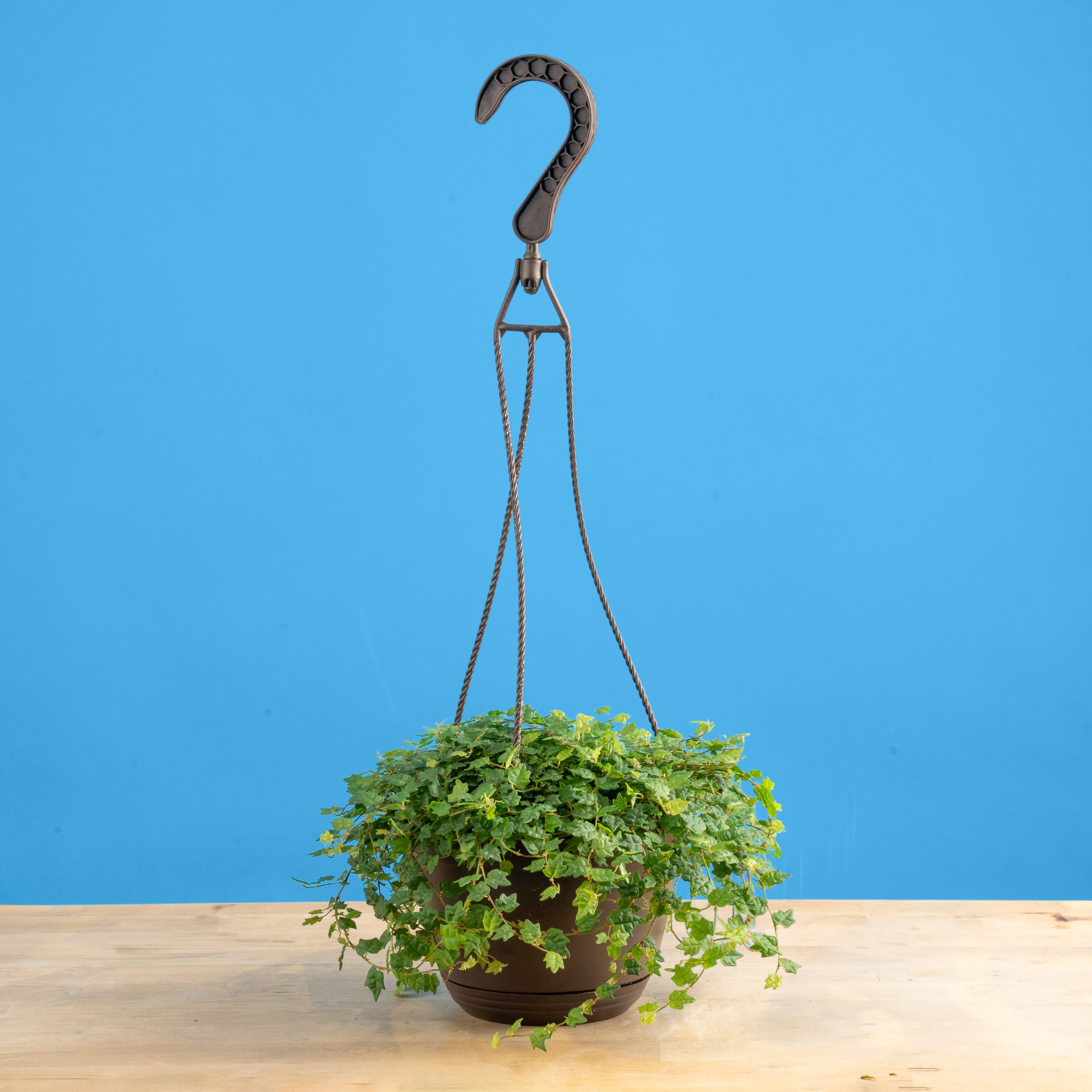 Ficus String of Frogs