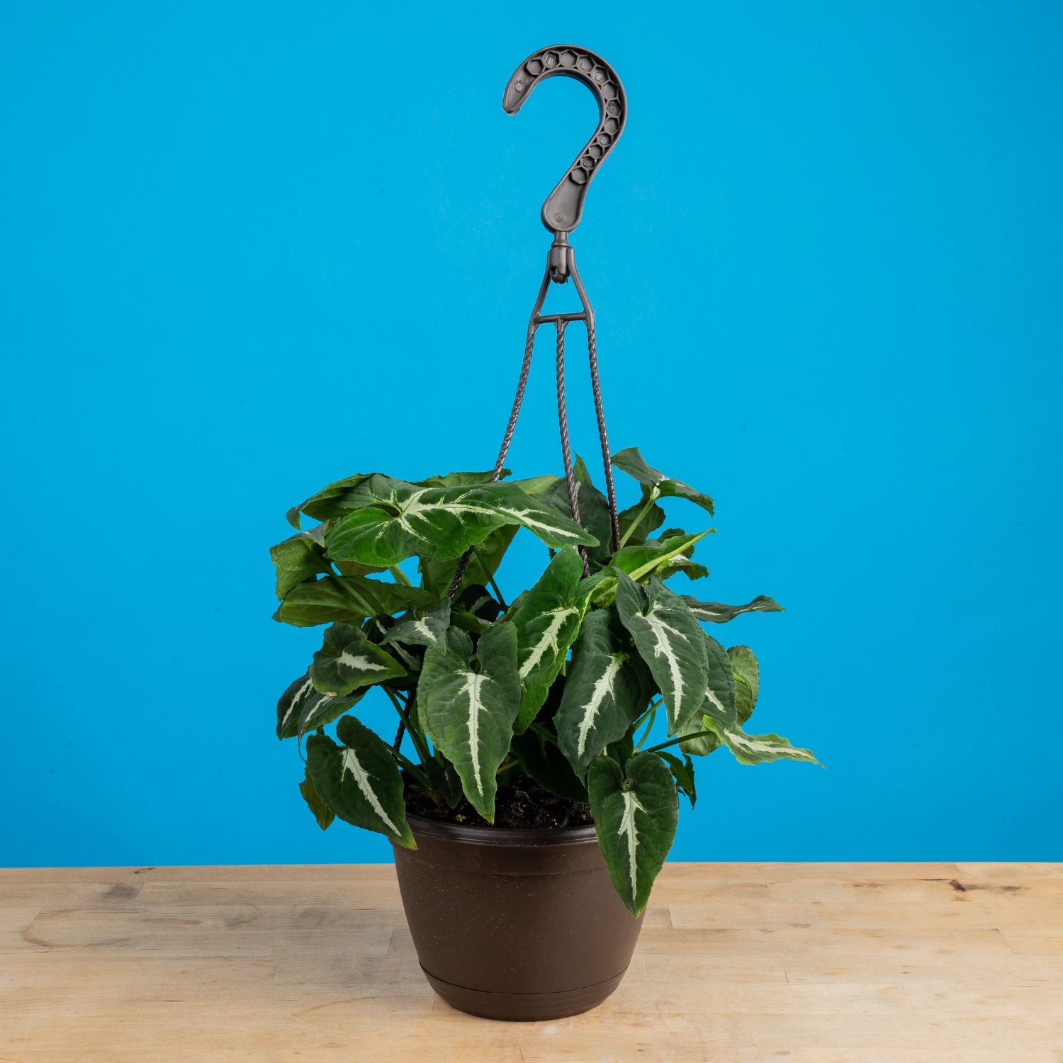 Black Velvet Syngonium