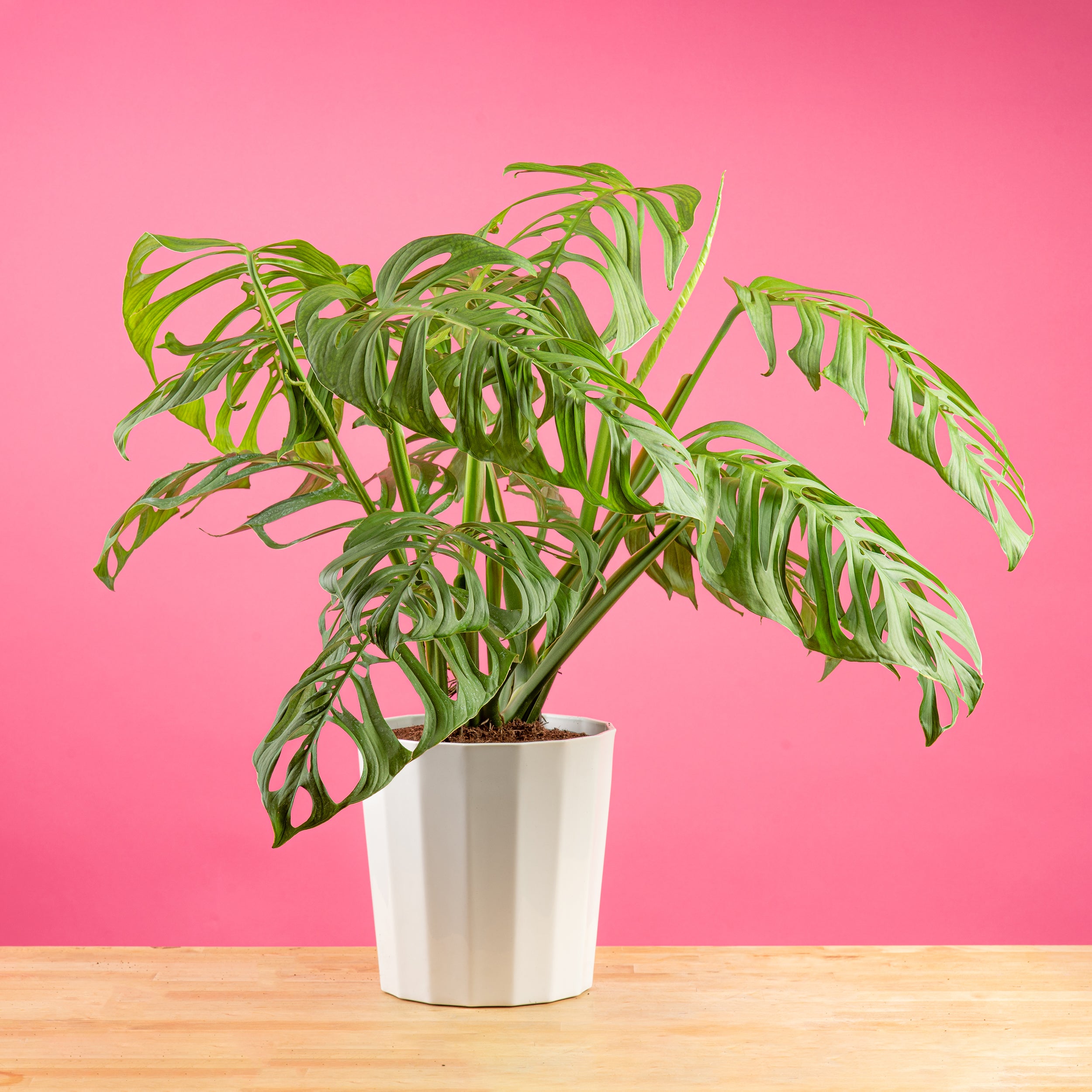 Monstera Esqueleto