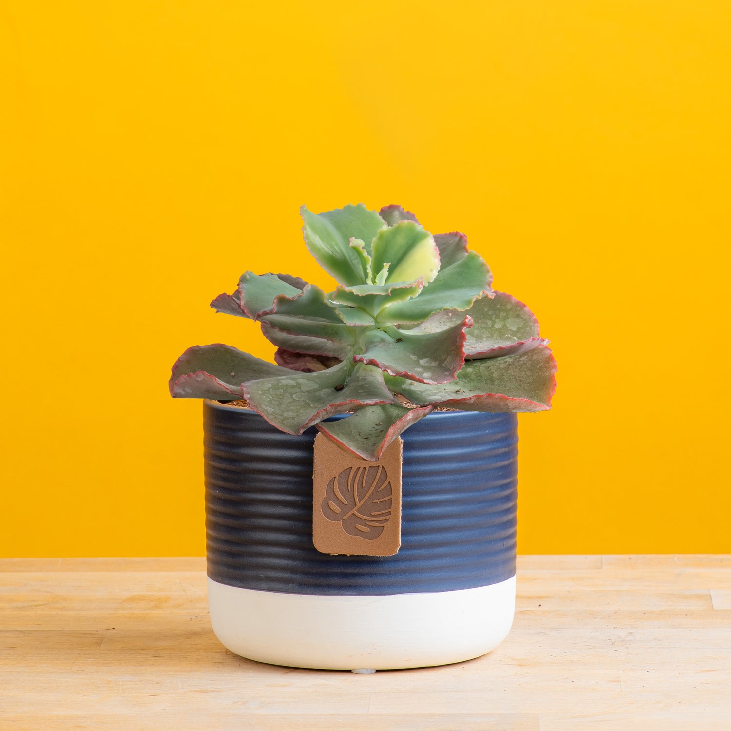 Echeveria First Lady Succulent