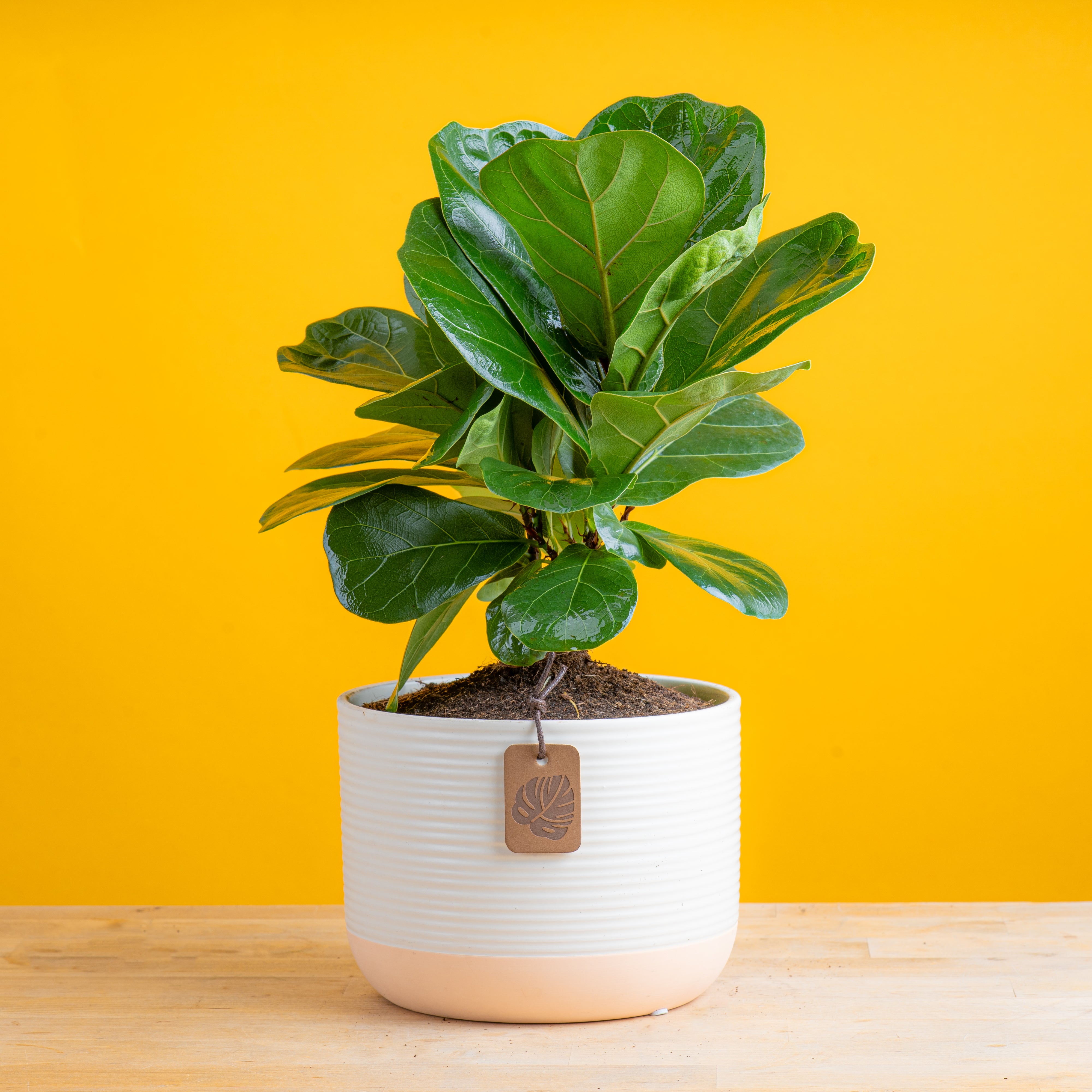 Little Fiddle Leaf Fig