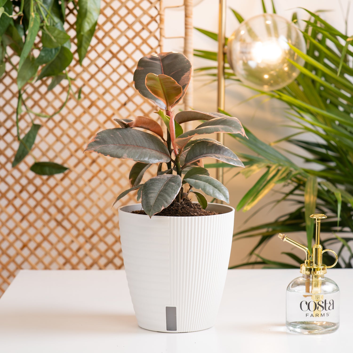 Ficus Ruby
