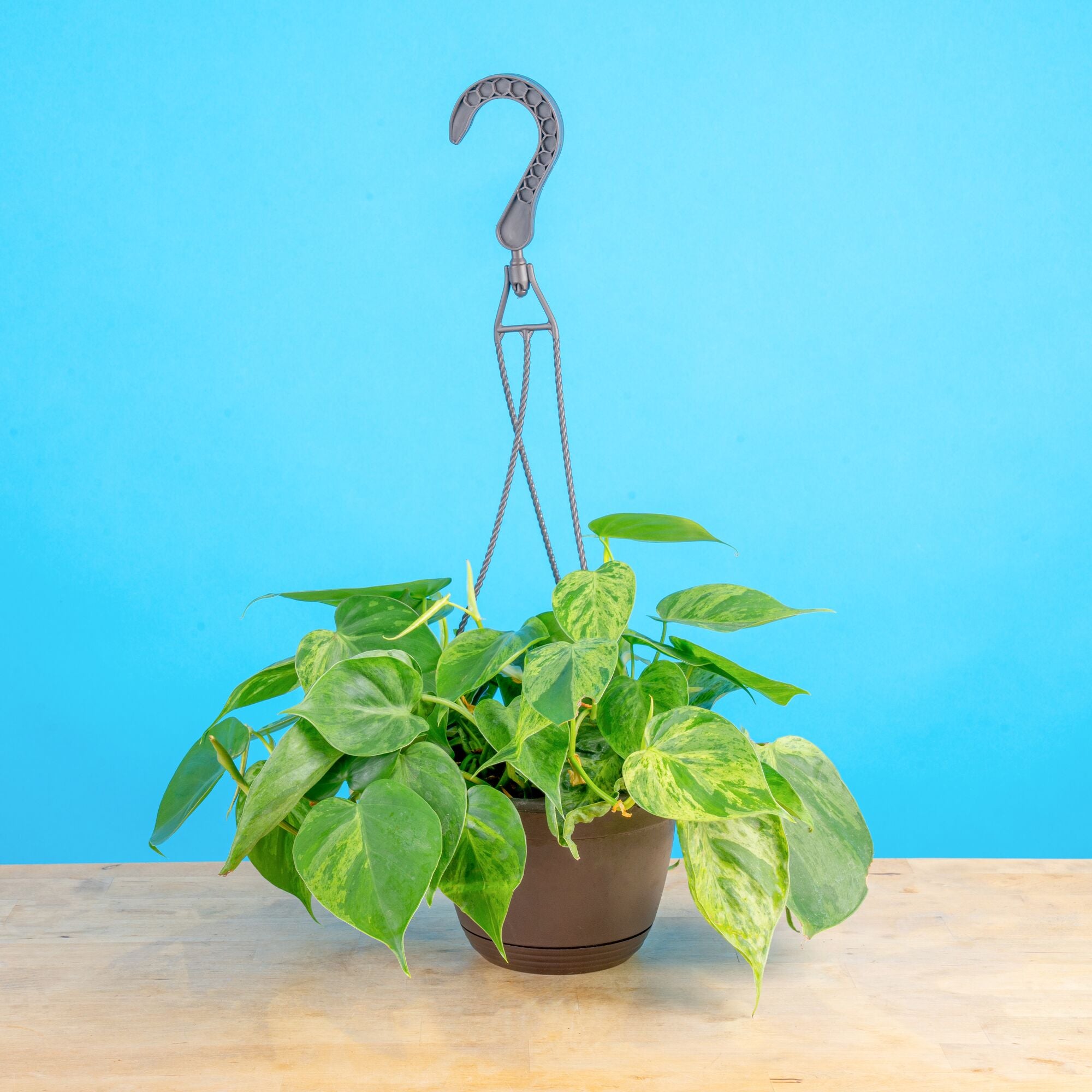 Variegated Heartleaf Philodendron
