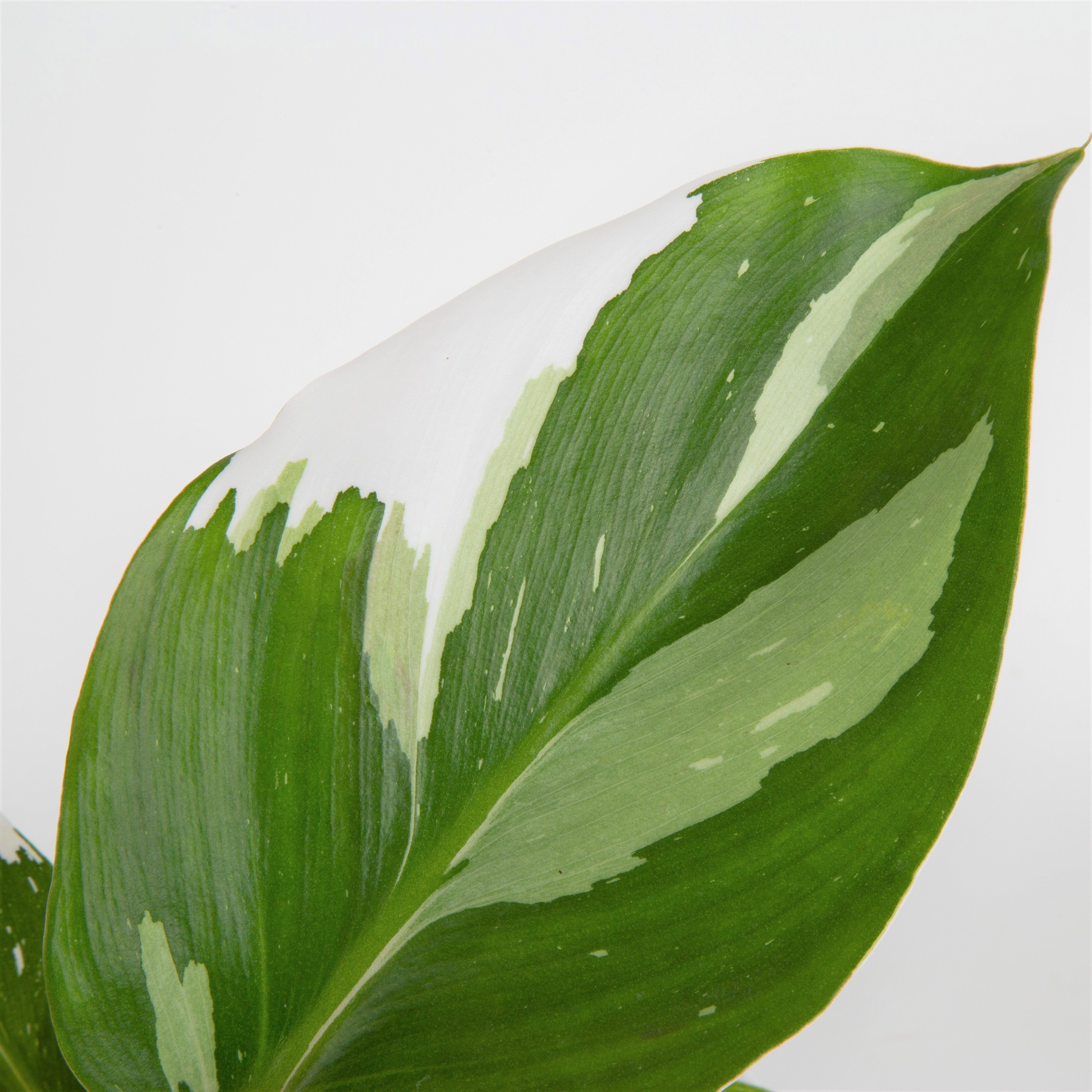 White Knight Philodendron