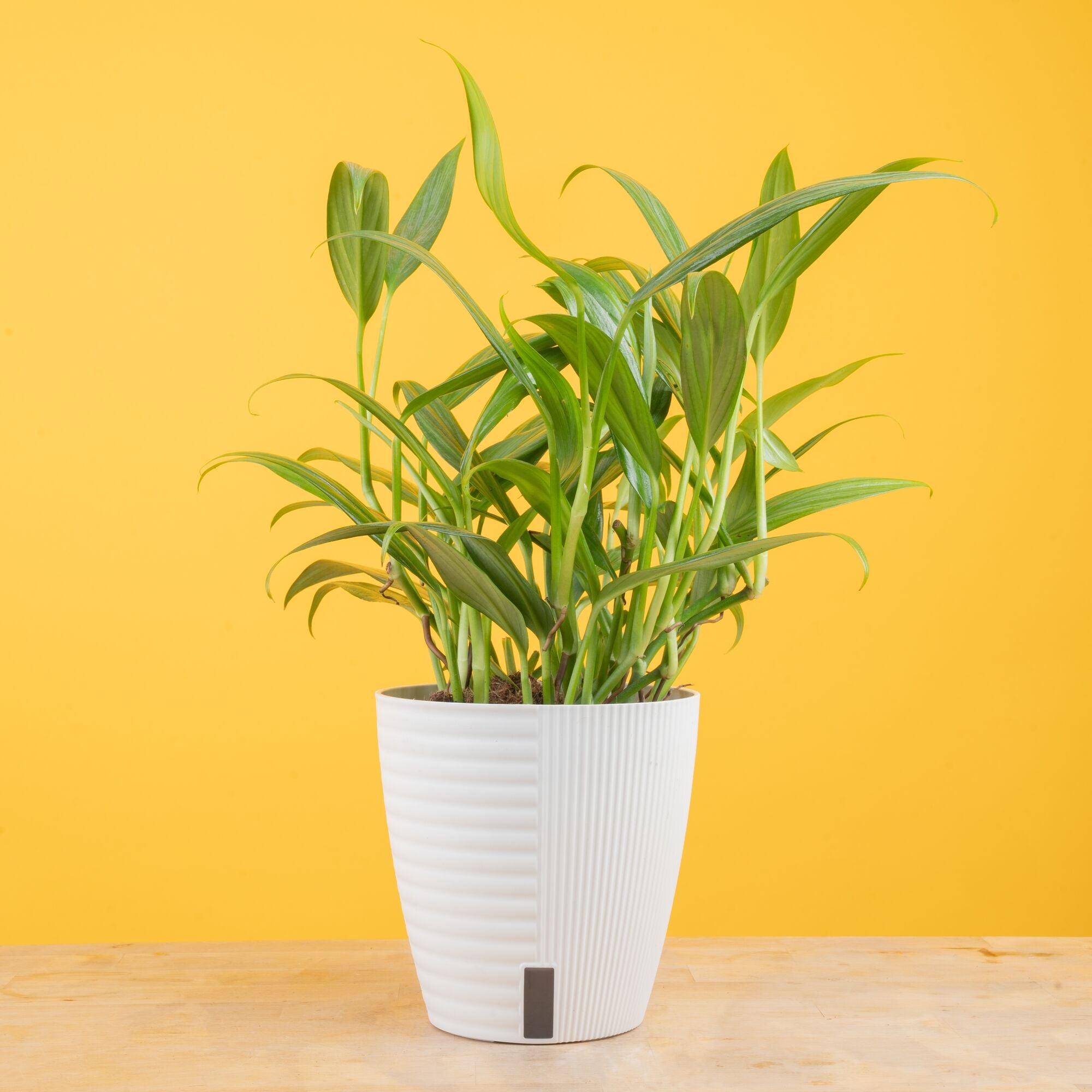 Epipremnum amplissimum