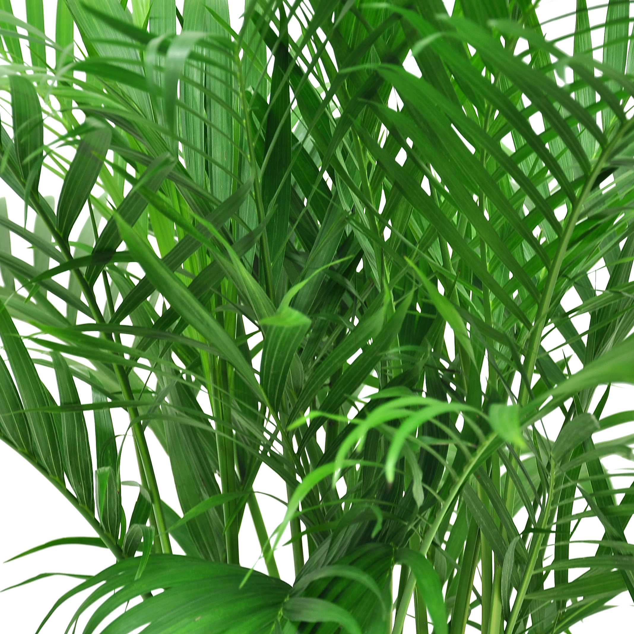 Cat Palm