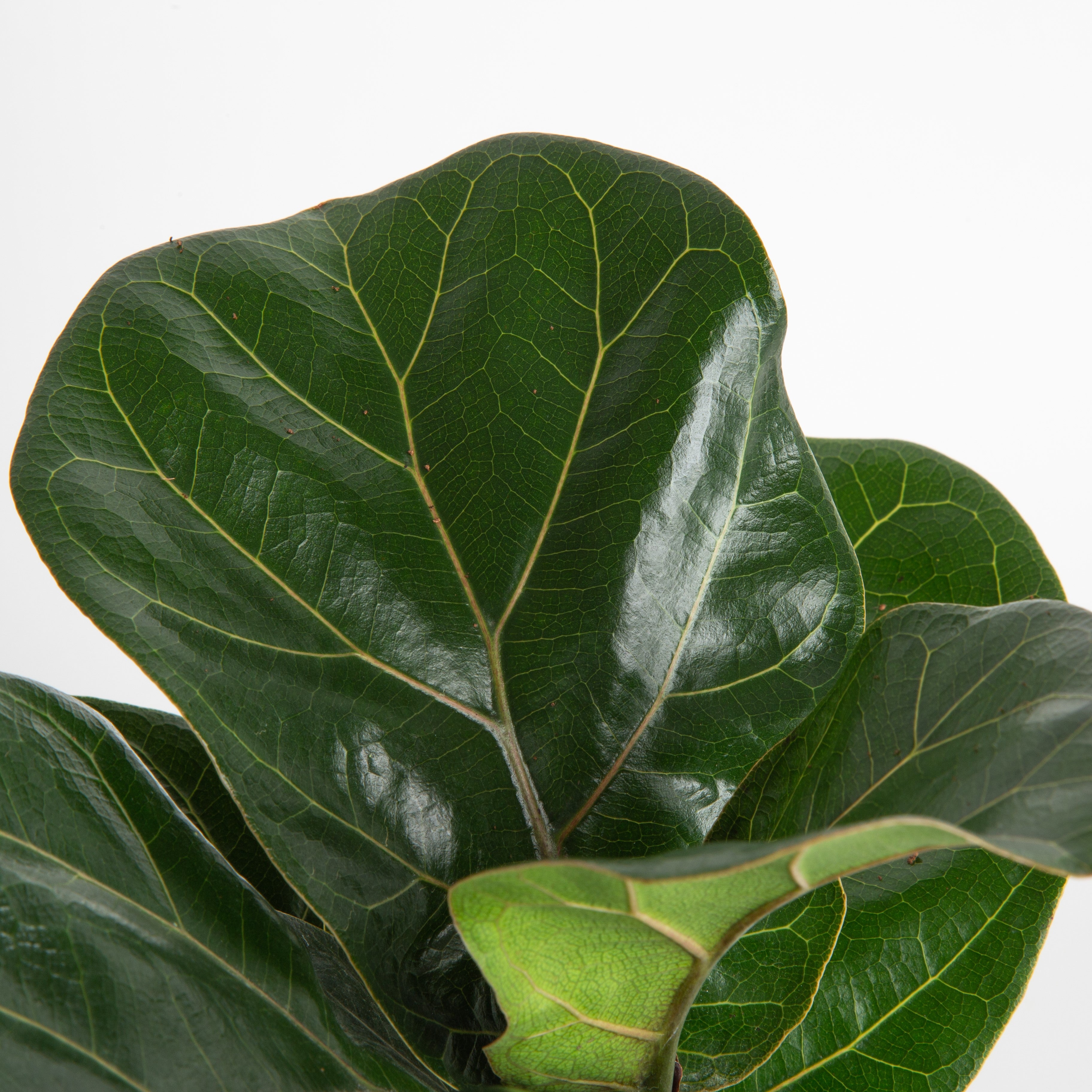 Ficus Lyrata Bush