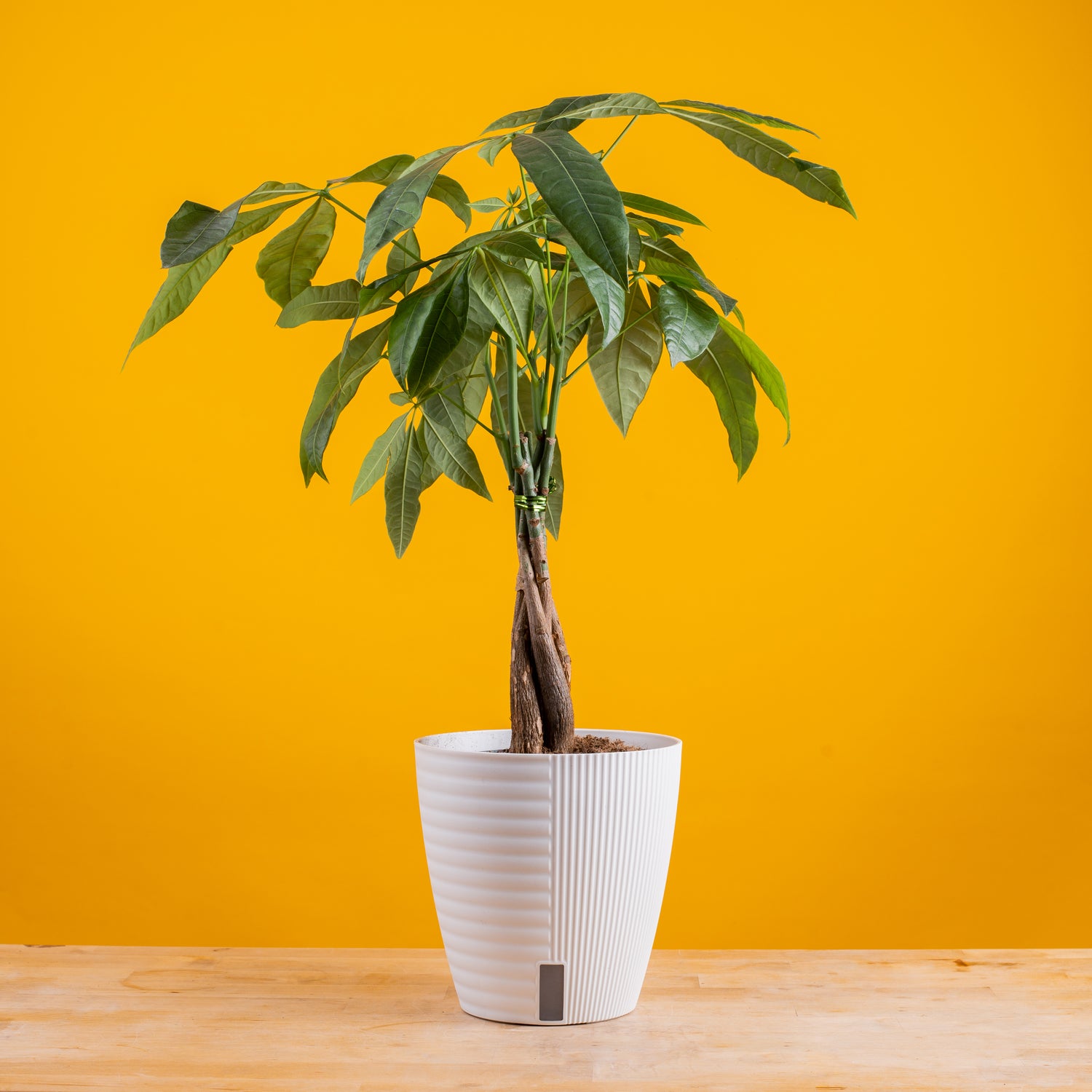 Money Tree