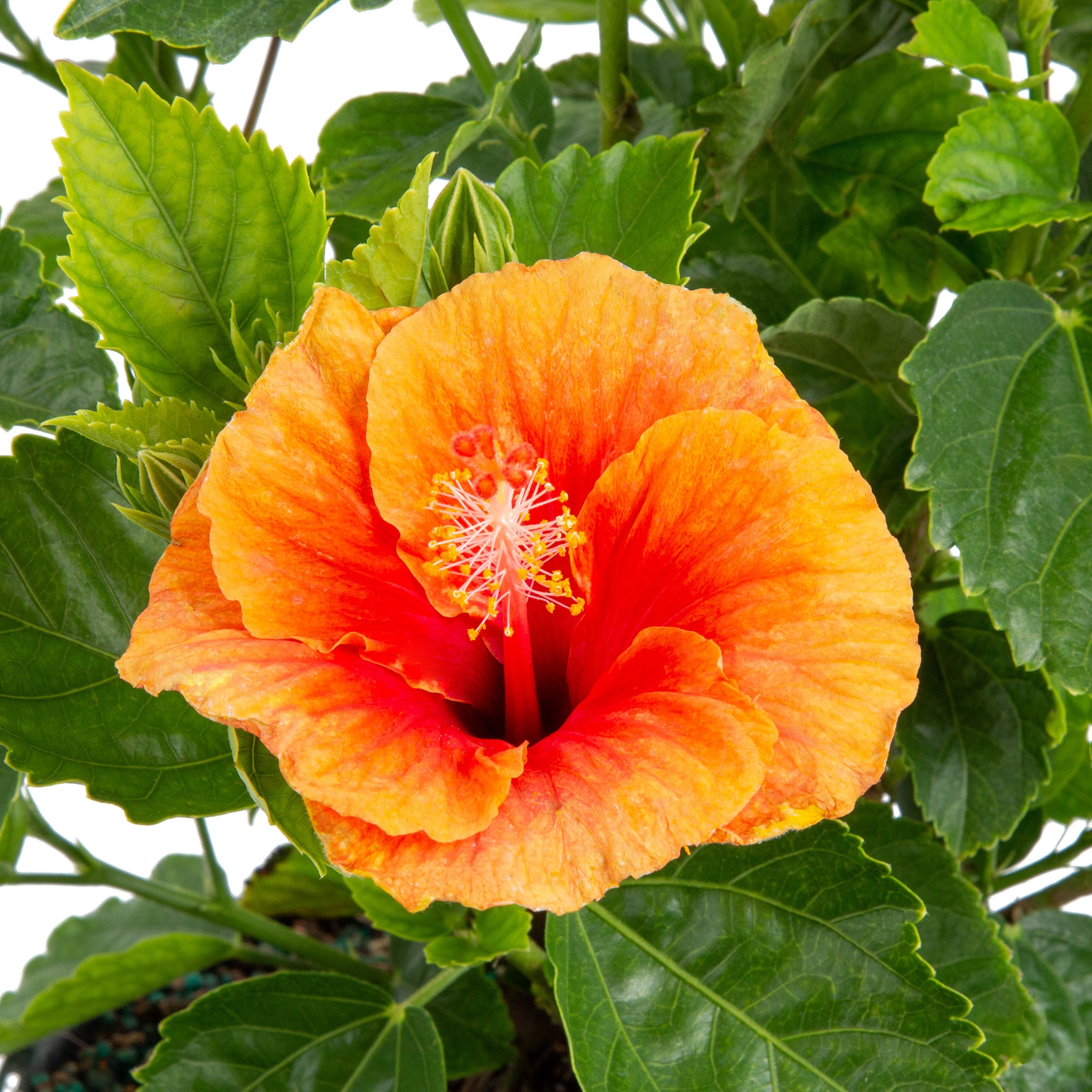 Tropical Hibiscus HibisQs® Apollo Garden