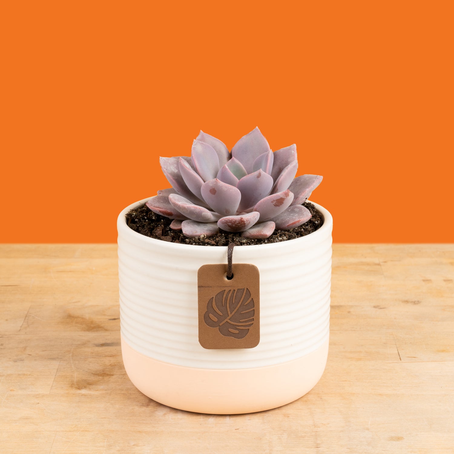 Graptoveria Debbi Succulent