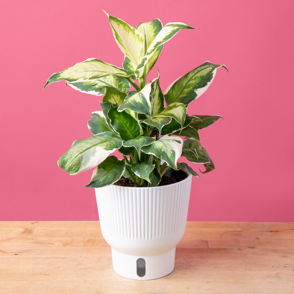 Cool Beauty Dieffenbachia