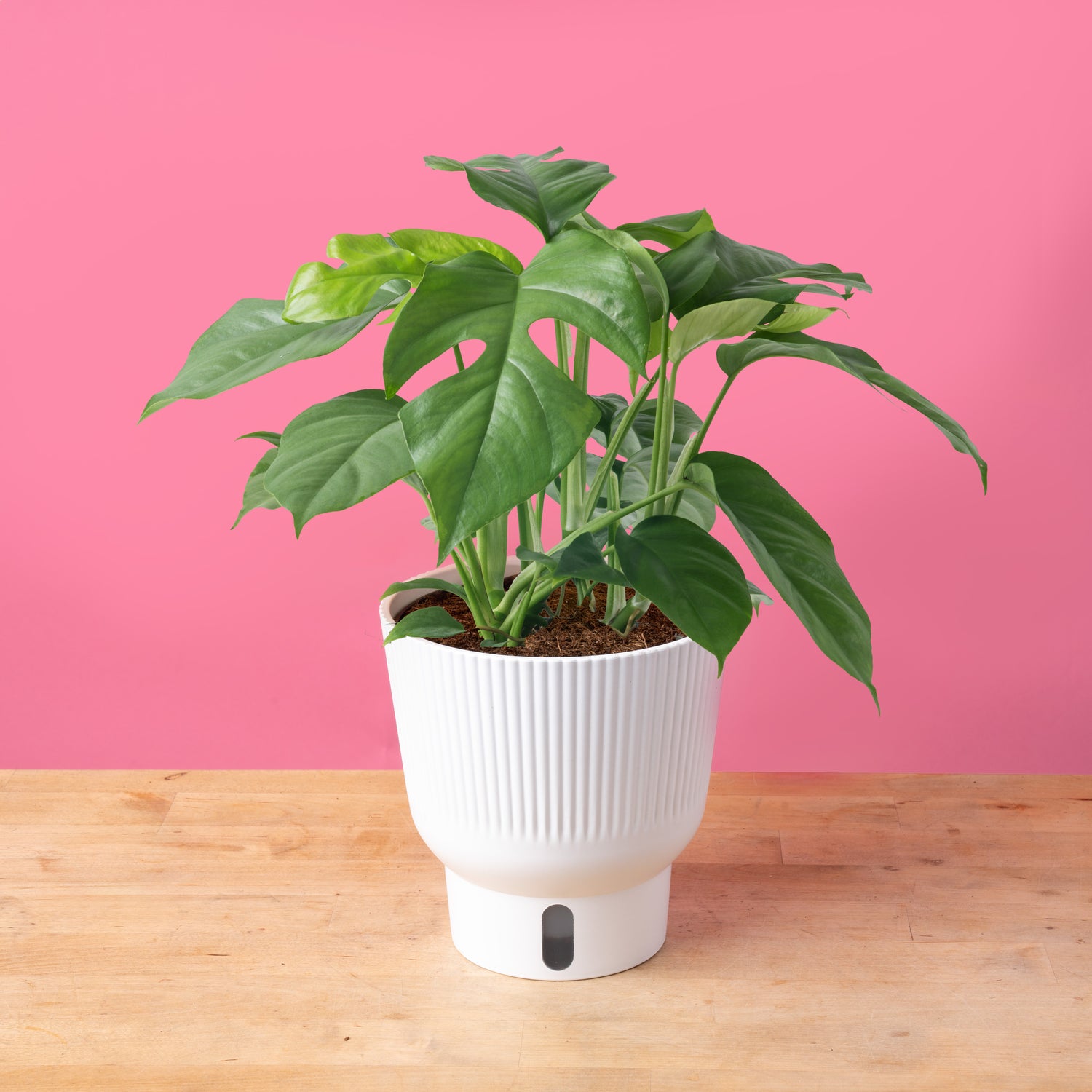 Mini Monstera