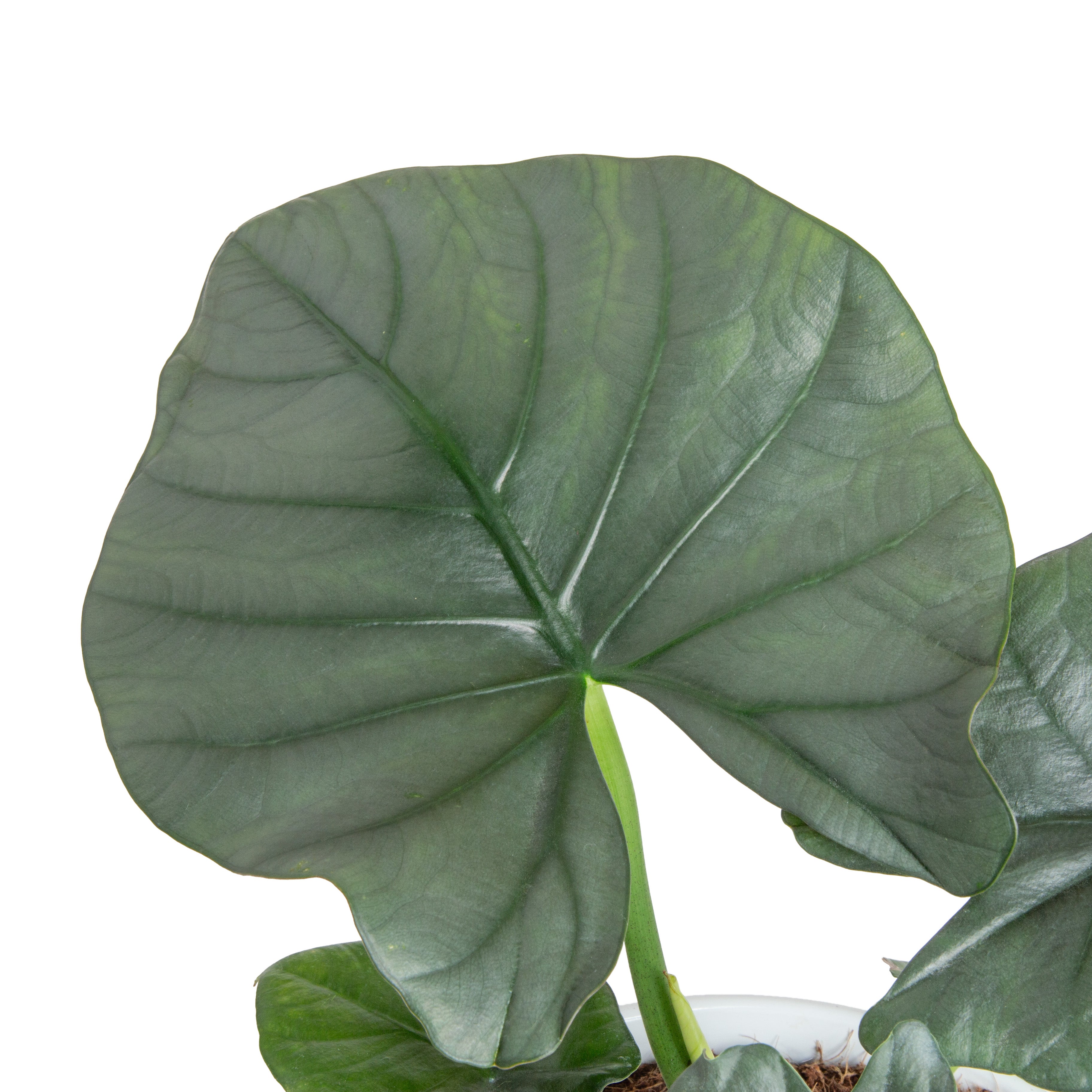 Alocasia Reginae