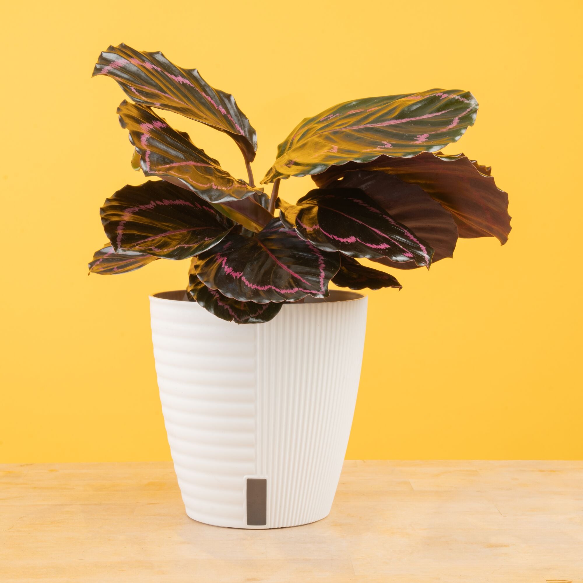 Calathea Dottie