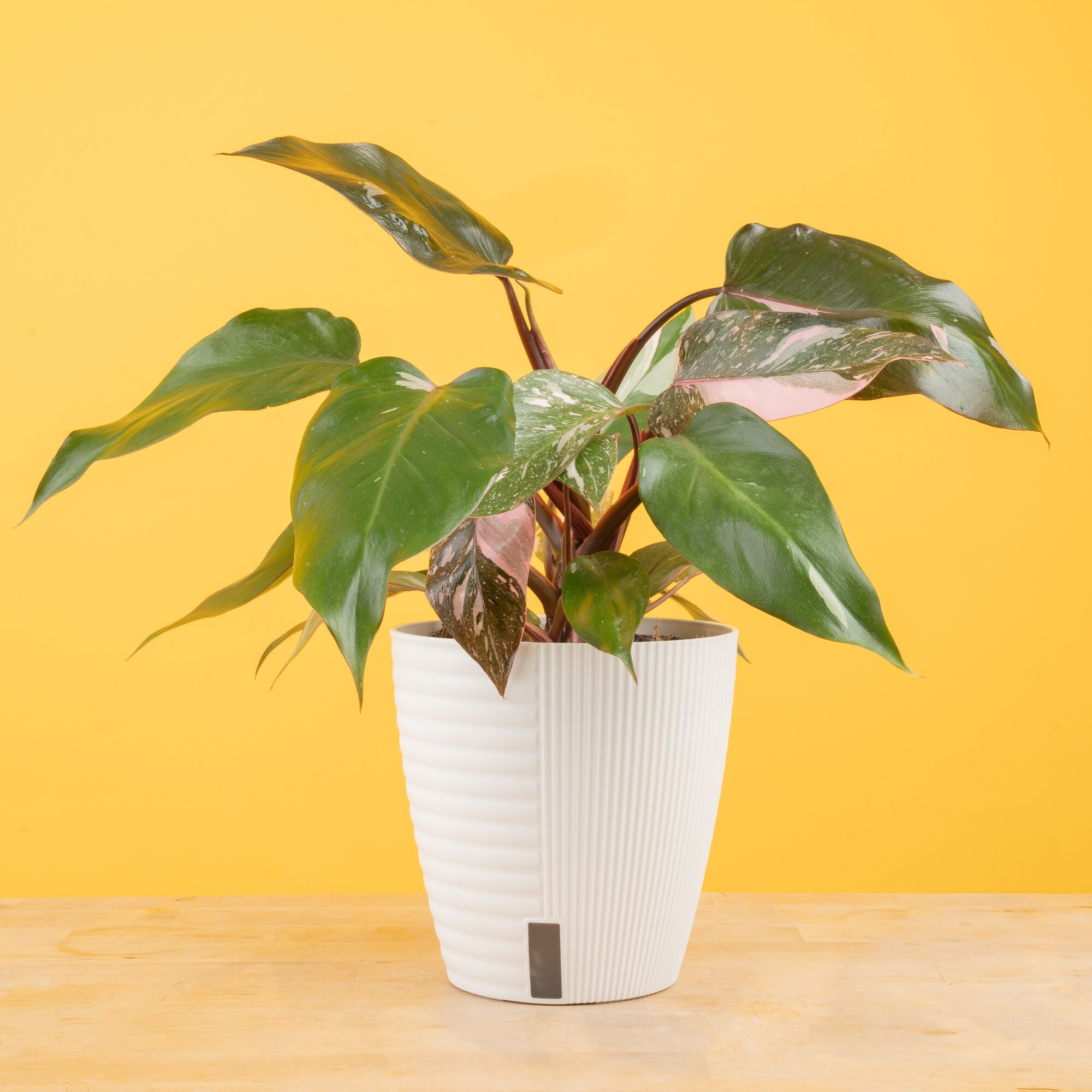Pink Princess Philodendron