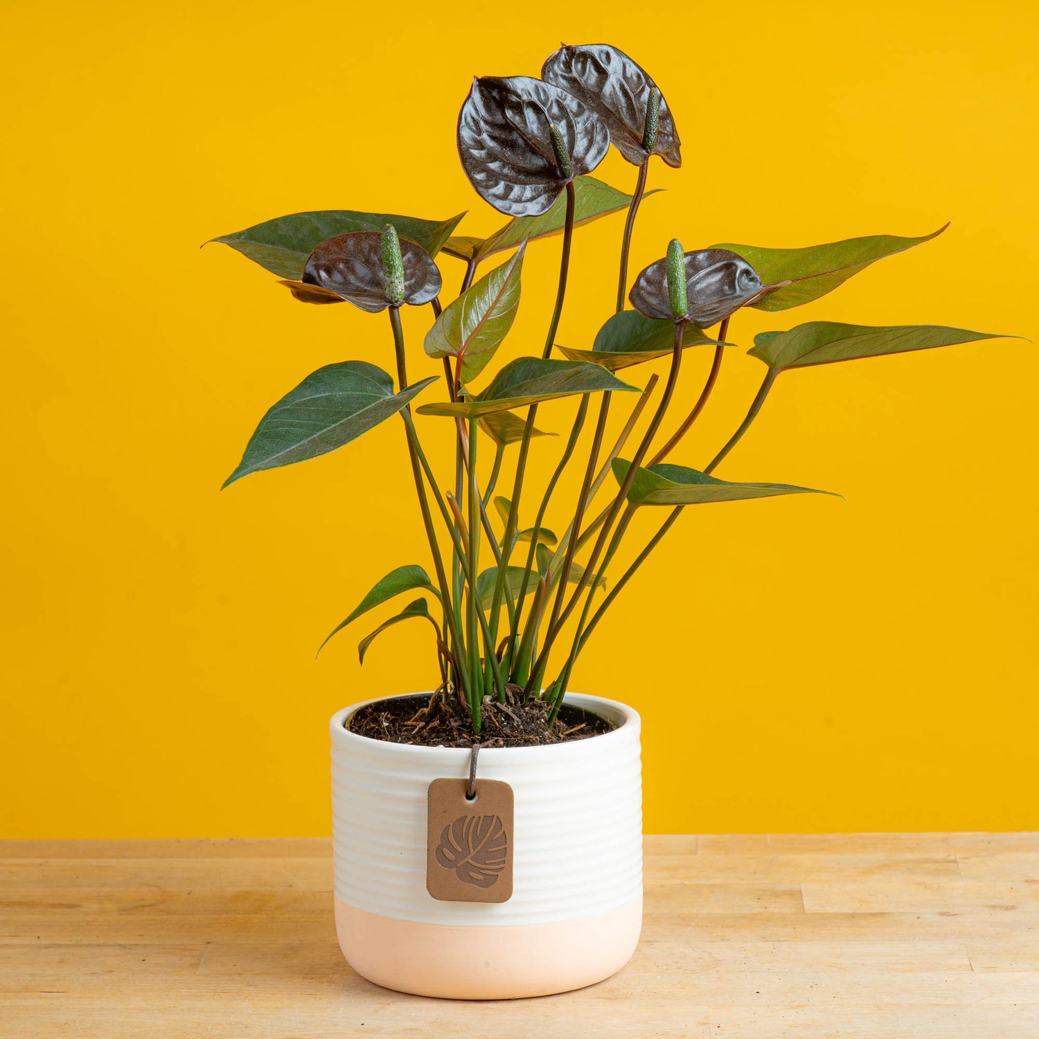 Chocolate Anthurium